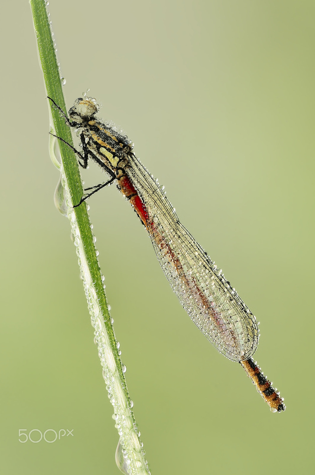 Sigma 150mm F2.8 EX DG Macro HSM sample photo. Bildfrühe adonislibelle | pyrrhosoma nymphula photography