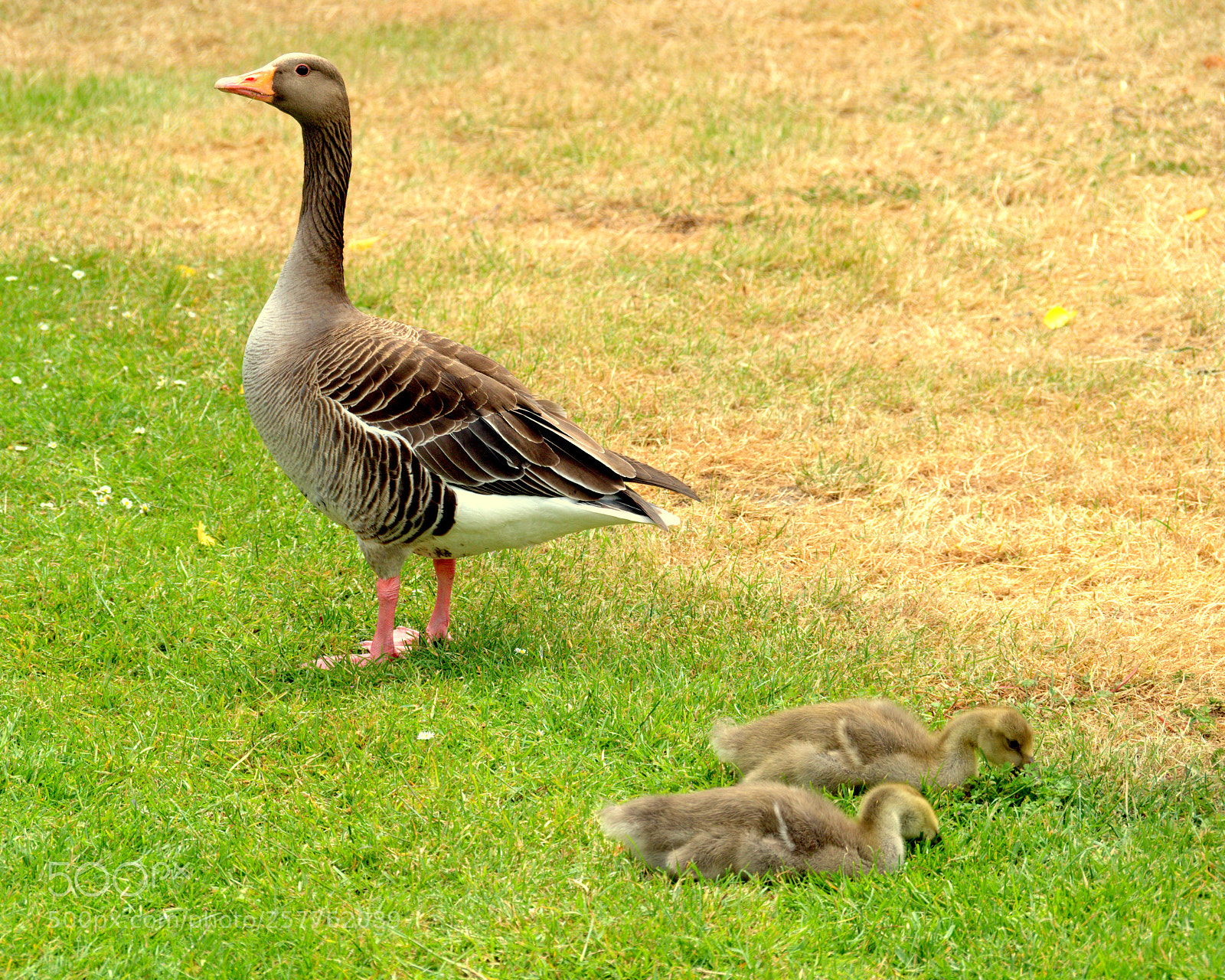 Olympus OM-D E-M5 sample photo. Happy mothers day.. photography