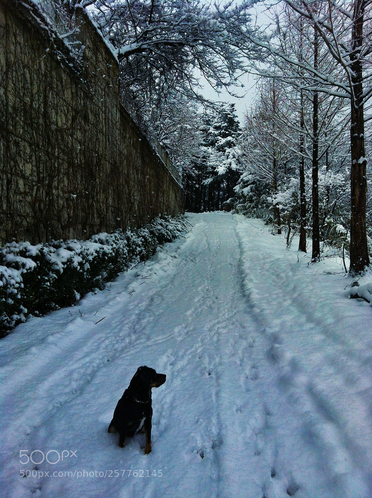 Apple iPhone 4 sample photo. Winter mood photography