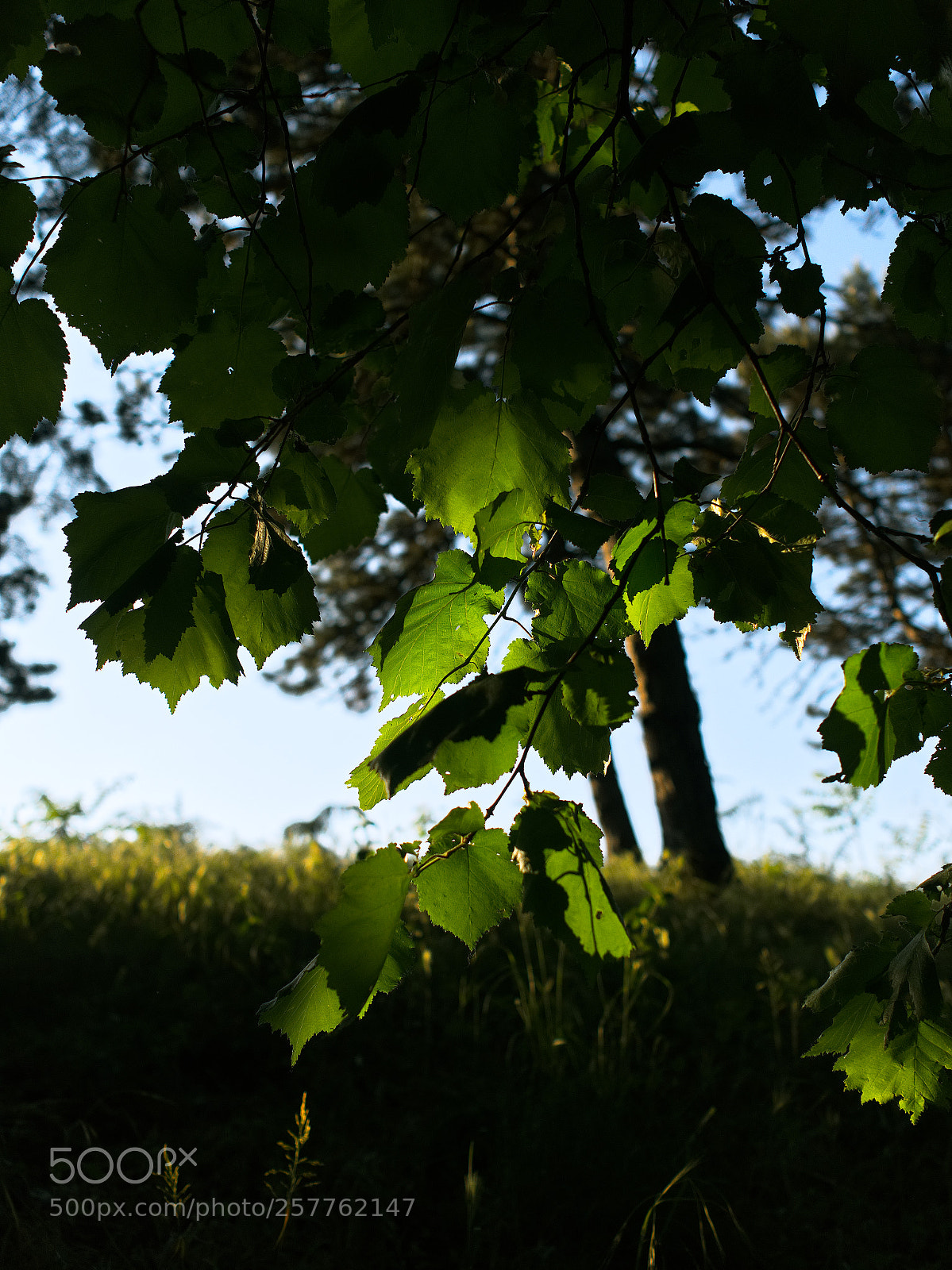 Panasonic Lumix DC-GH5 sample photo. L'heure dorée photography