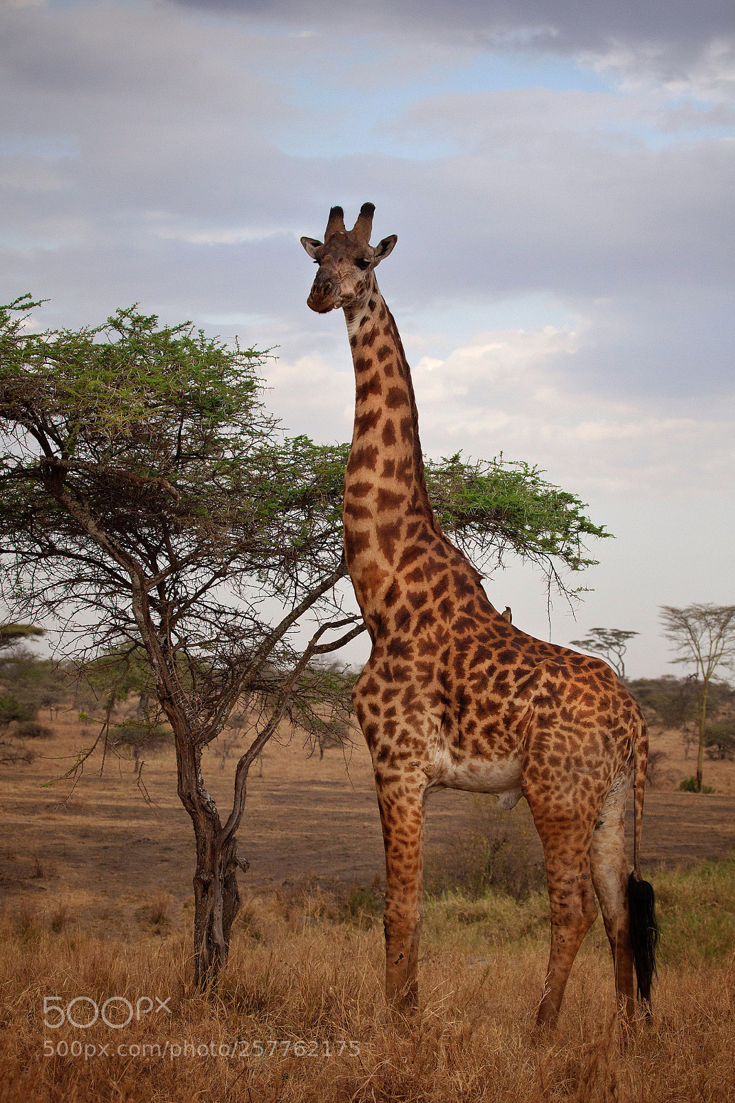 Canon EOS 5D Mark II sample photo. Jirafa en el serengeti photography
