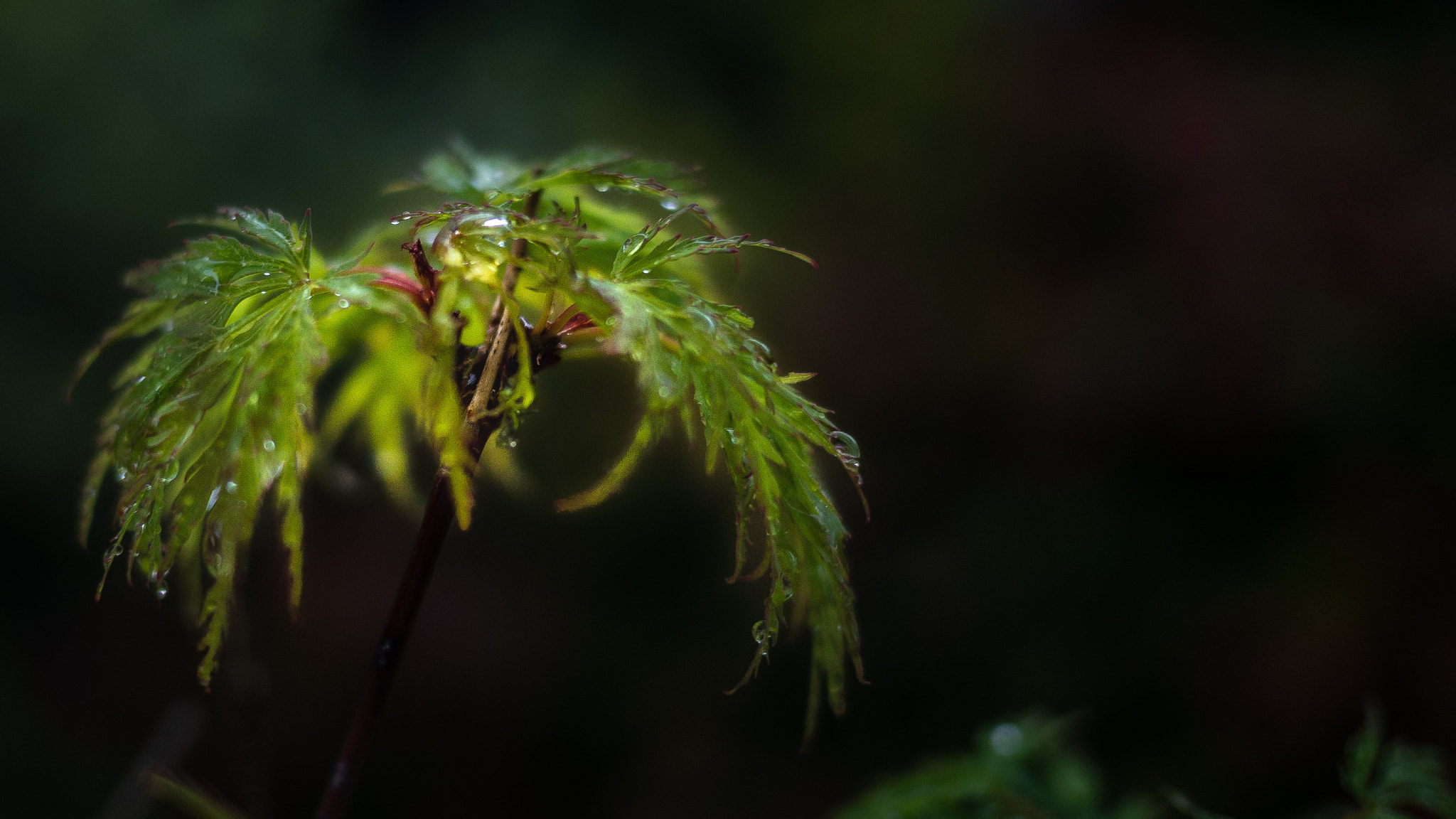 Panasonic Lumix DMC-GF7 sample photo. Parapluie zen photography