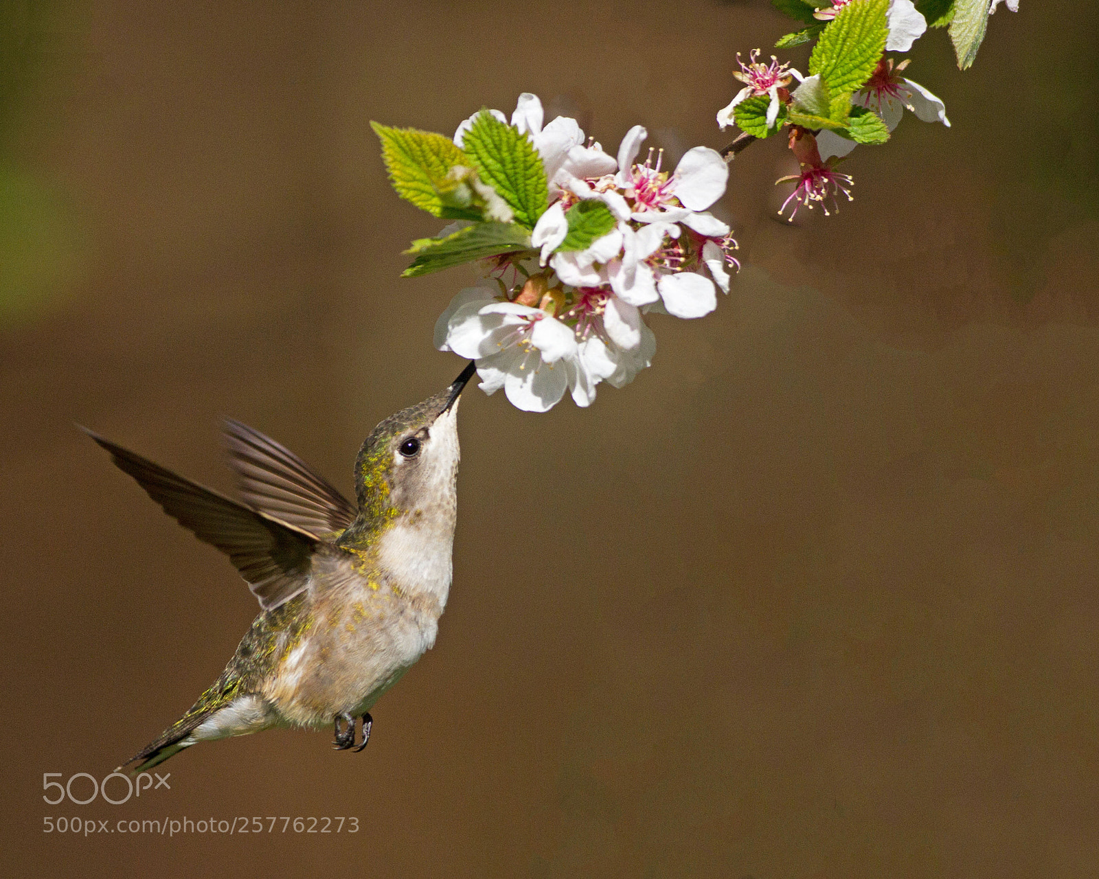 Canon EOS 7D sample photo. Ruby-throated hummingbird photography