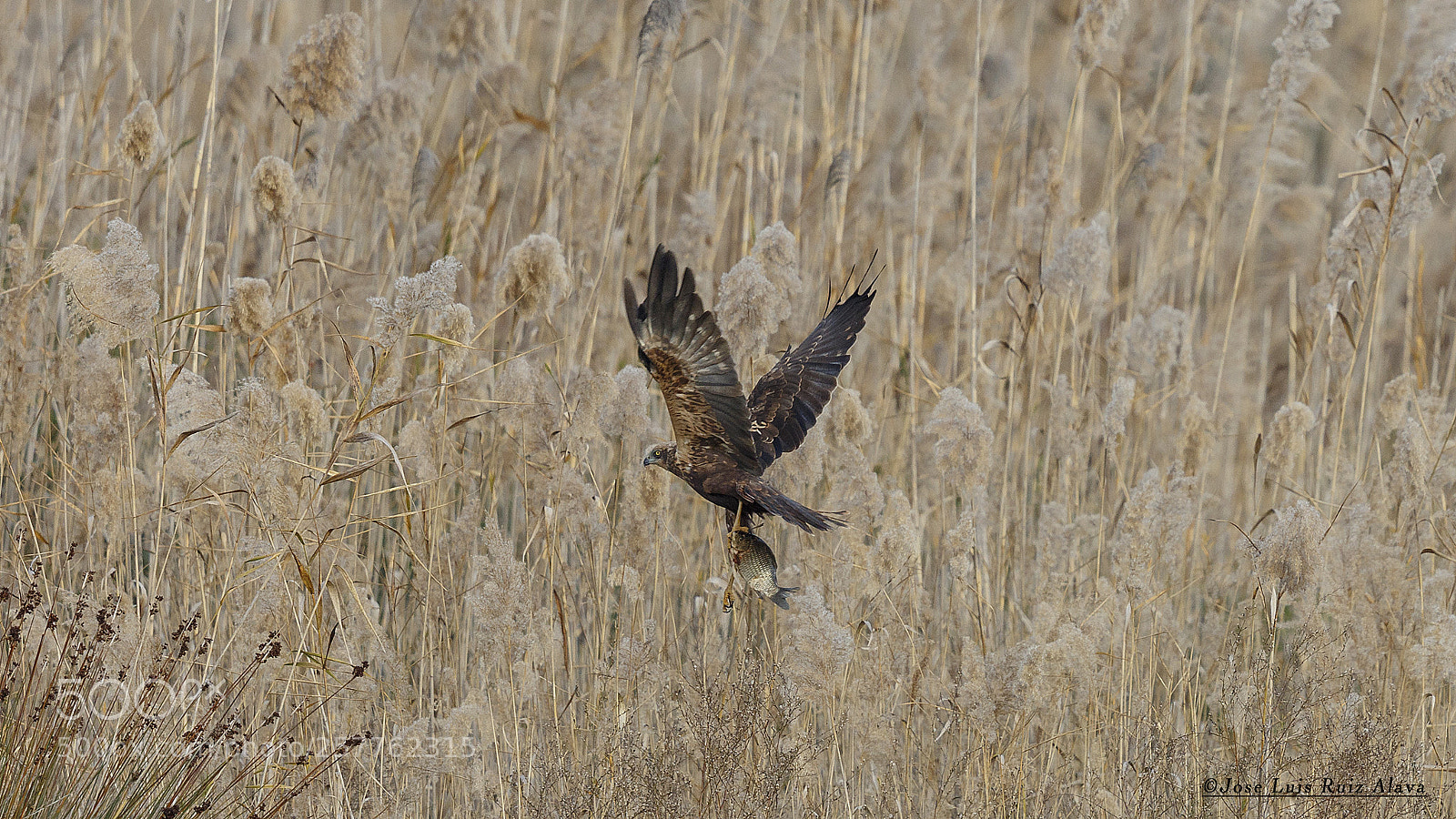 Canon EOS 7D Mark II sample photo. Buzzard with fish buteo photography