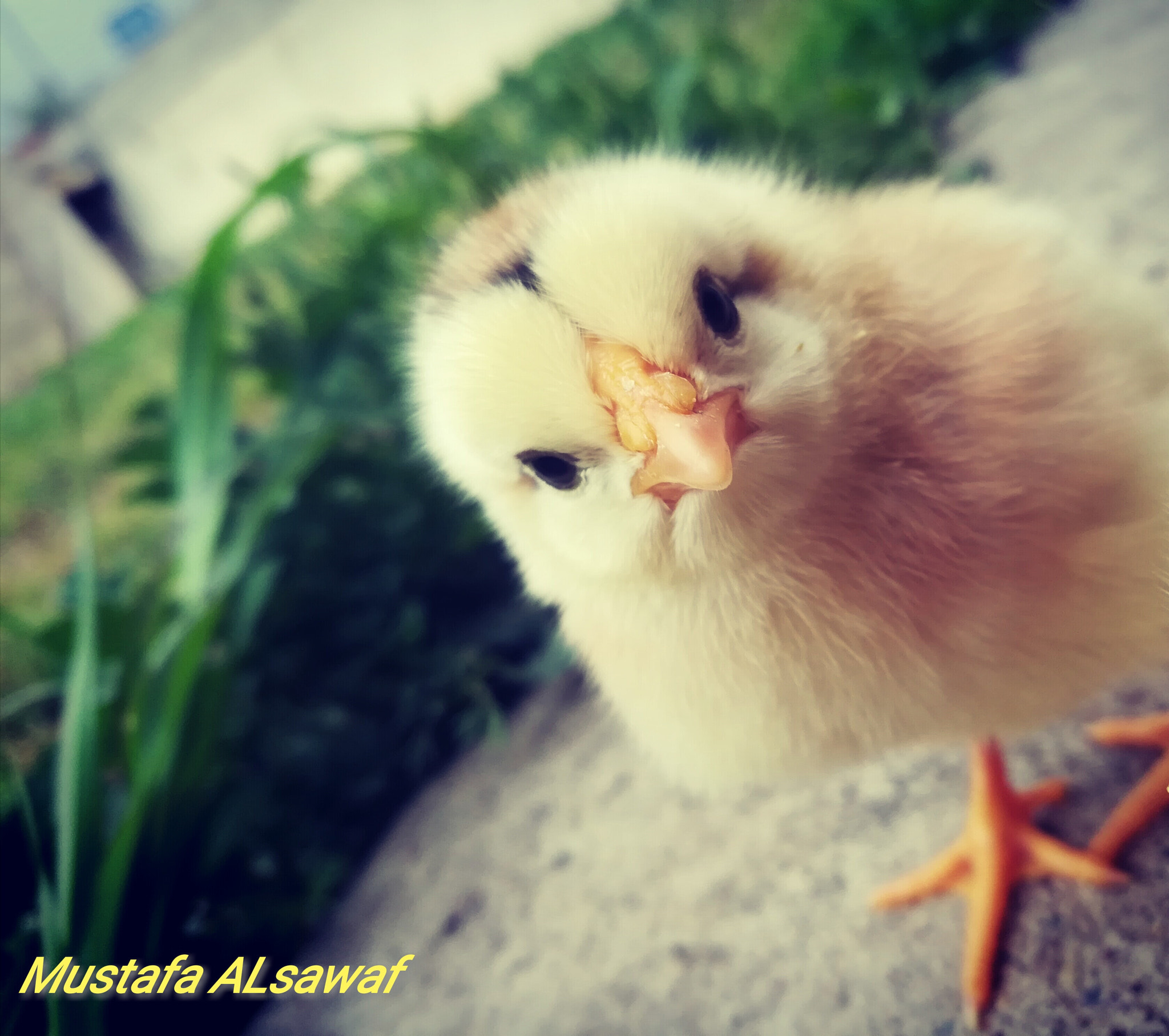 HUAWEI honor 6x sample photo