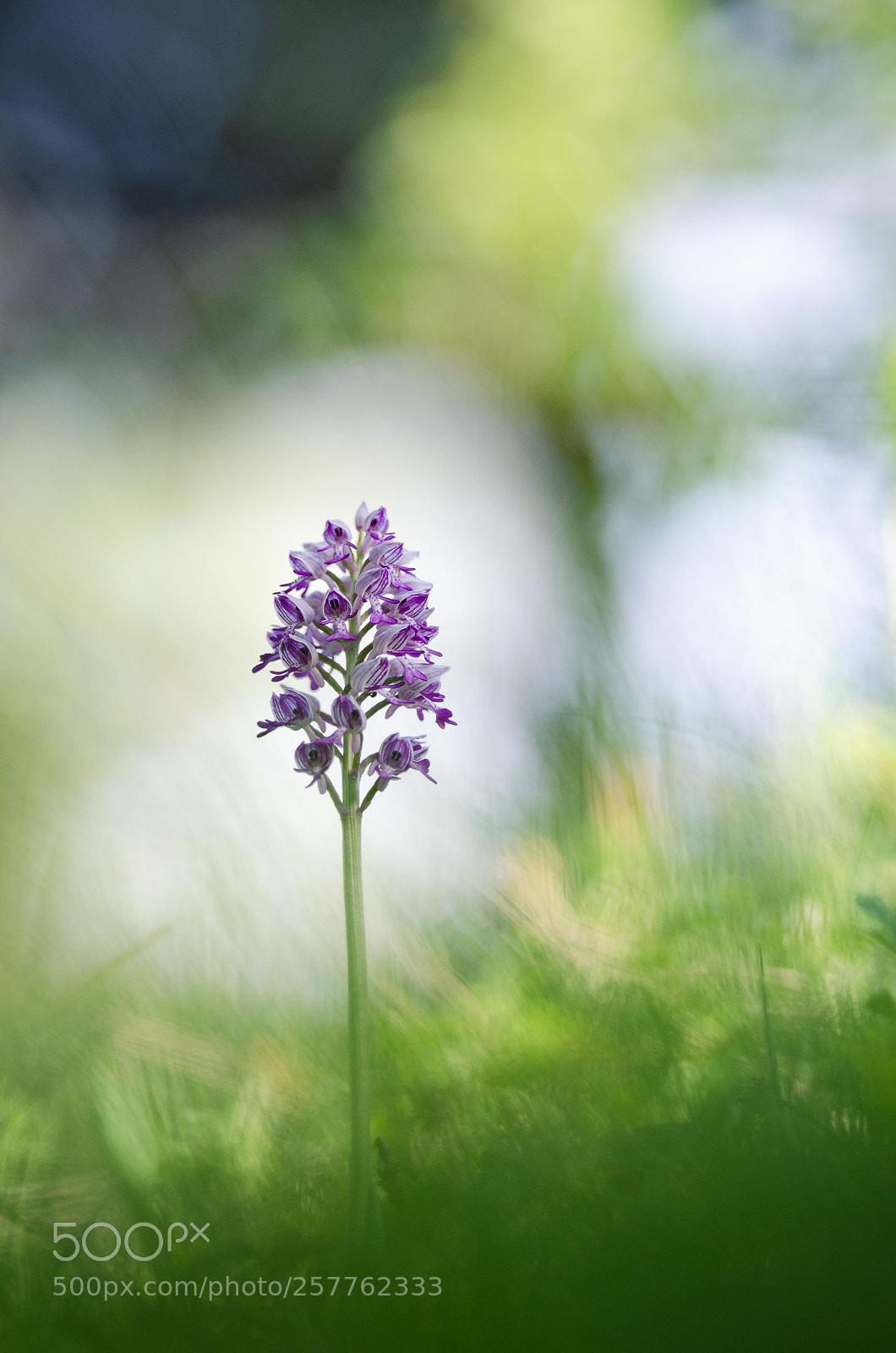 Nikon D5100 sample photo. Helmknabenkraut photography