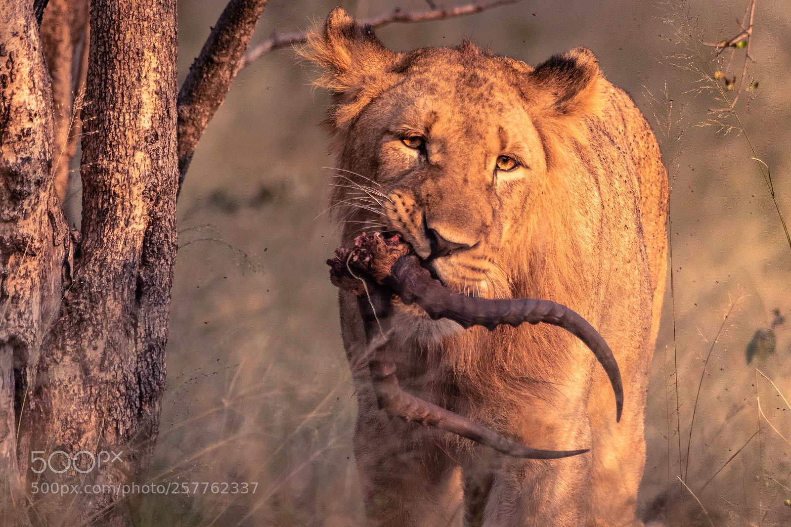 Canon EOS 7D Mark II sample photo. Lion kill photography