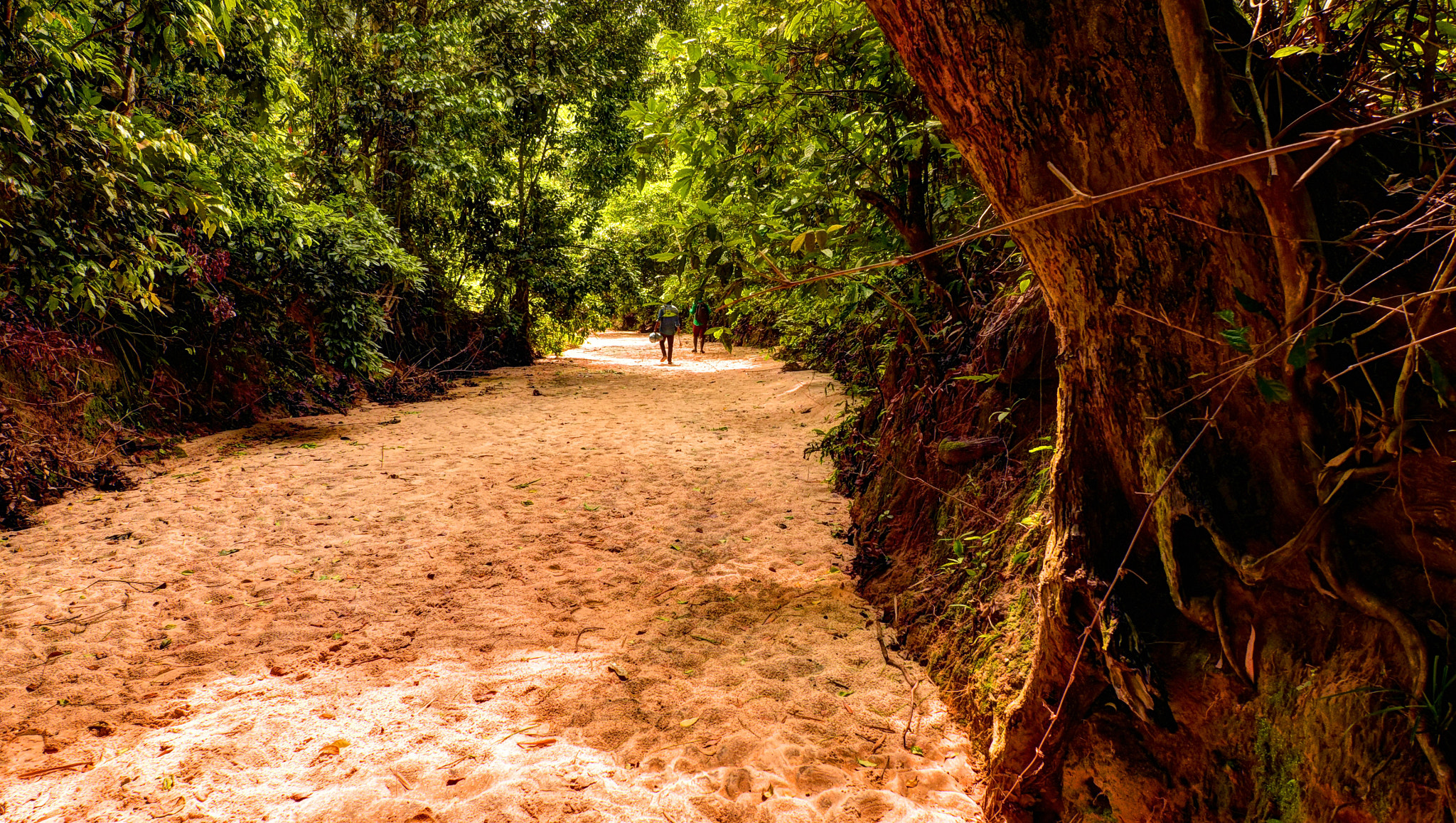 Nikon D7200 sample photo. The forest of white sand photography
