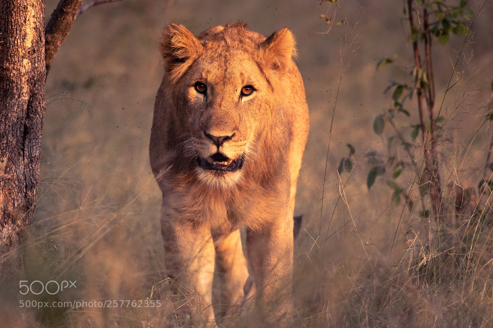 Canon EOS 7D Mark II sample photo. Male lion photography