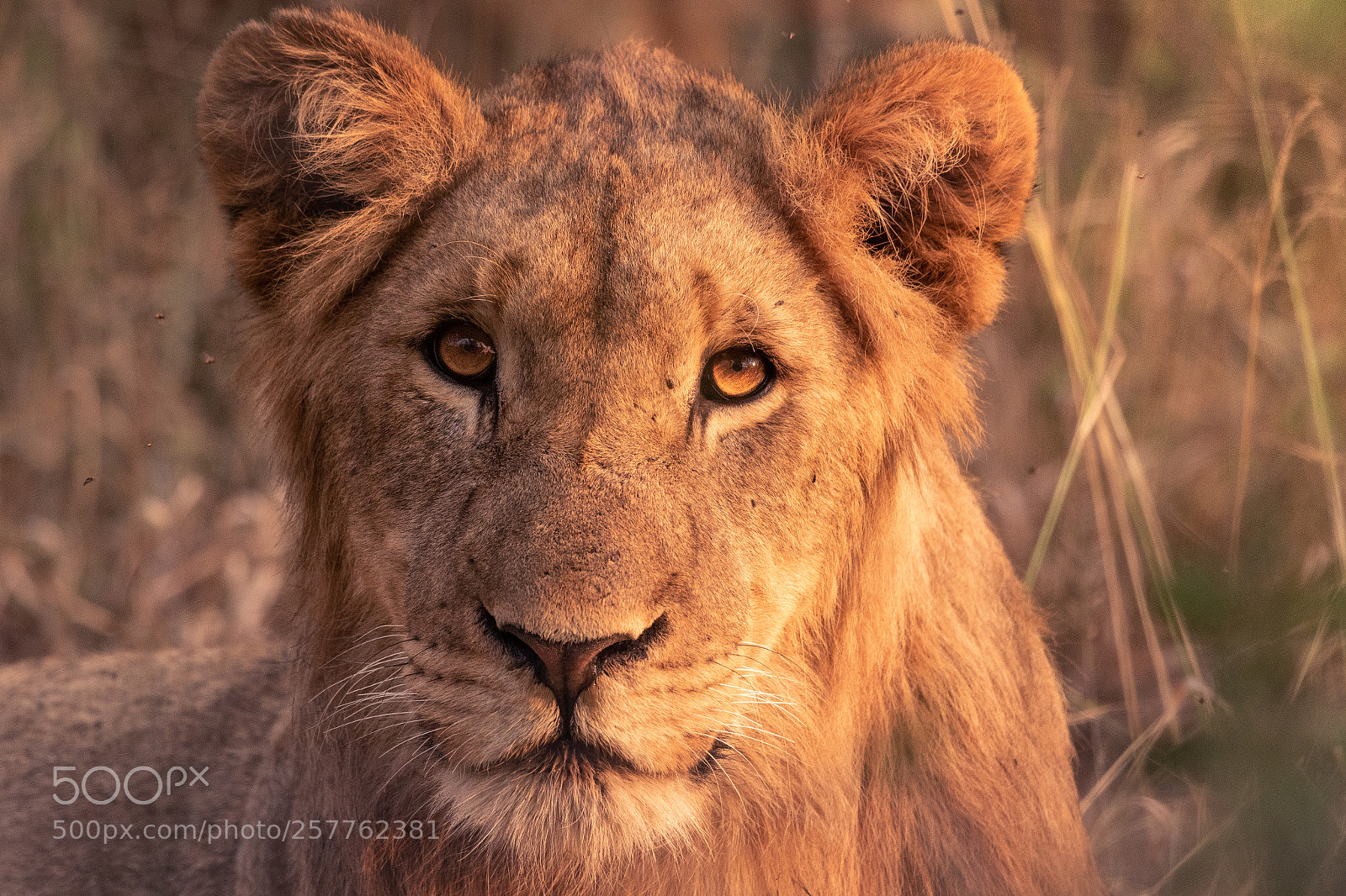 Canon EOS 7D Mark II sample photo. Male lion  photography
