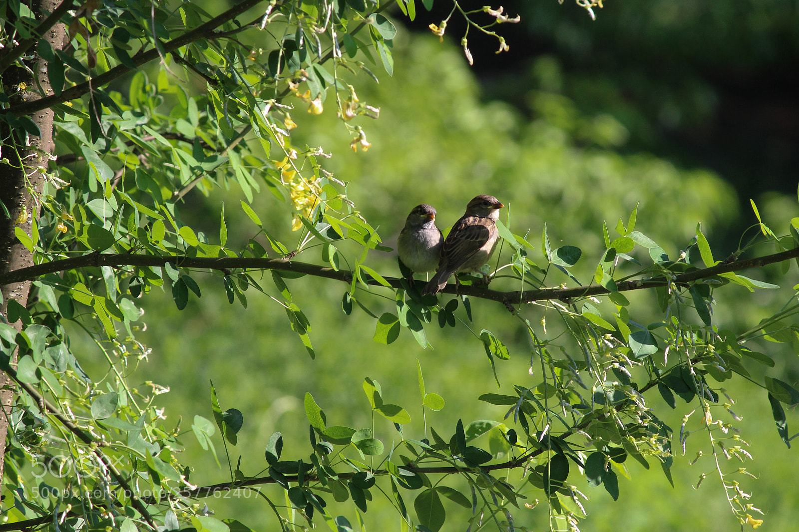 Canon EOS 1200D (EOS Rebel T5 / EOS Kiss X70 / EOS Hi) sample photo. 2 sparrows photography
