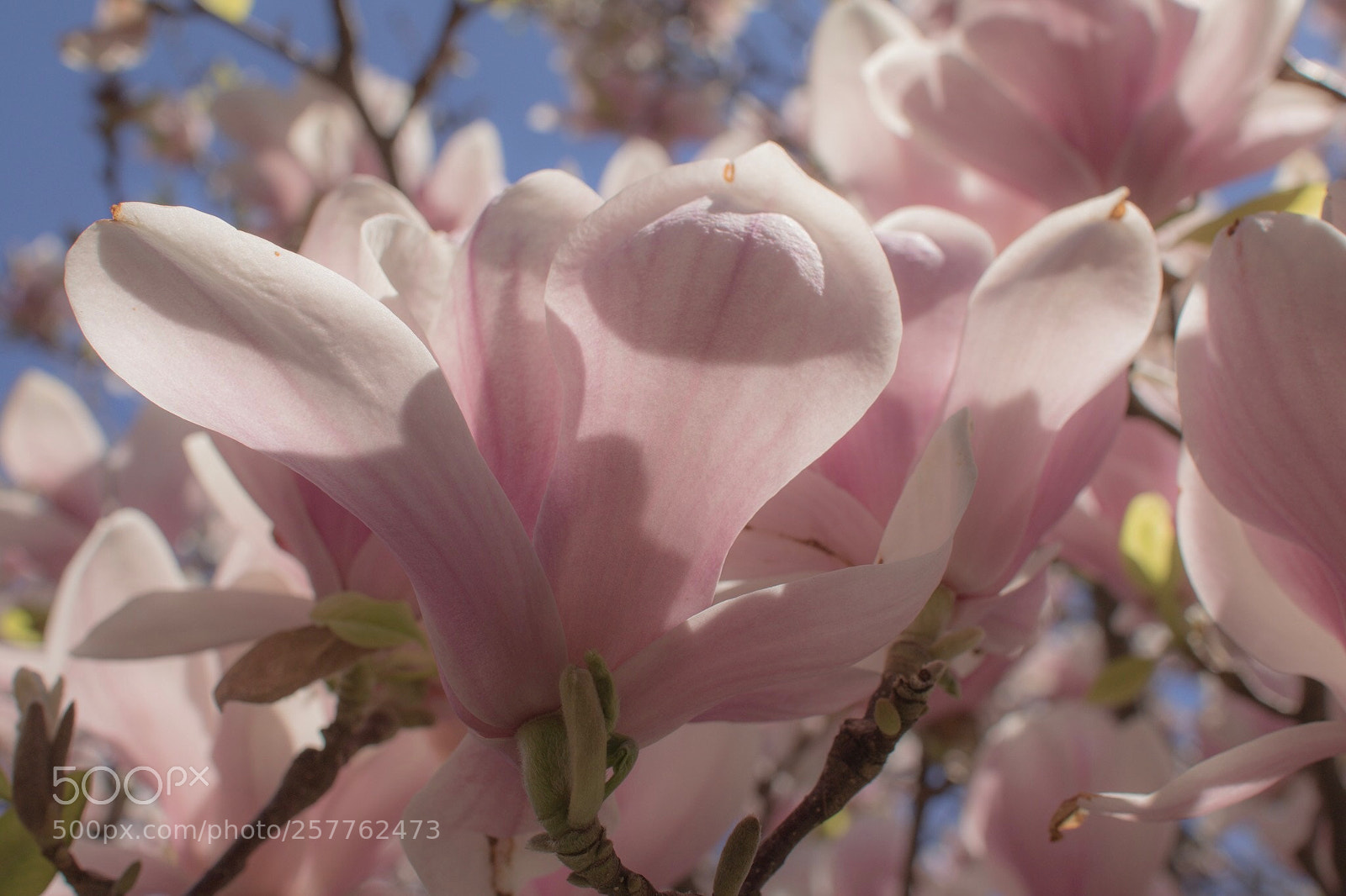 Canon EOS 750D (EOS Rebel T6i / EOS Kiss X8i) sample photo. Untitled photography