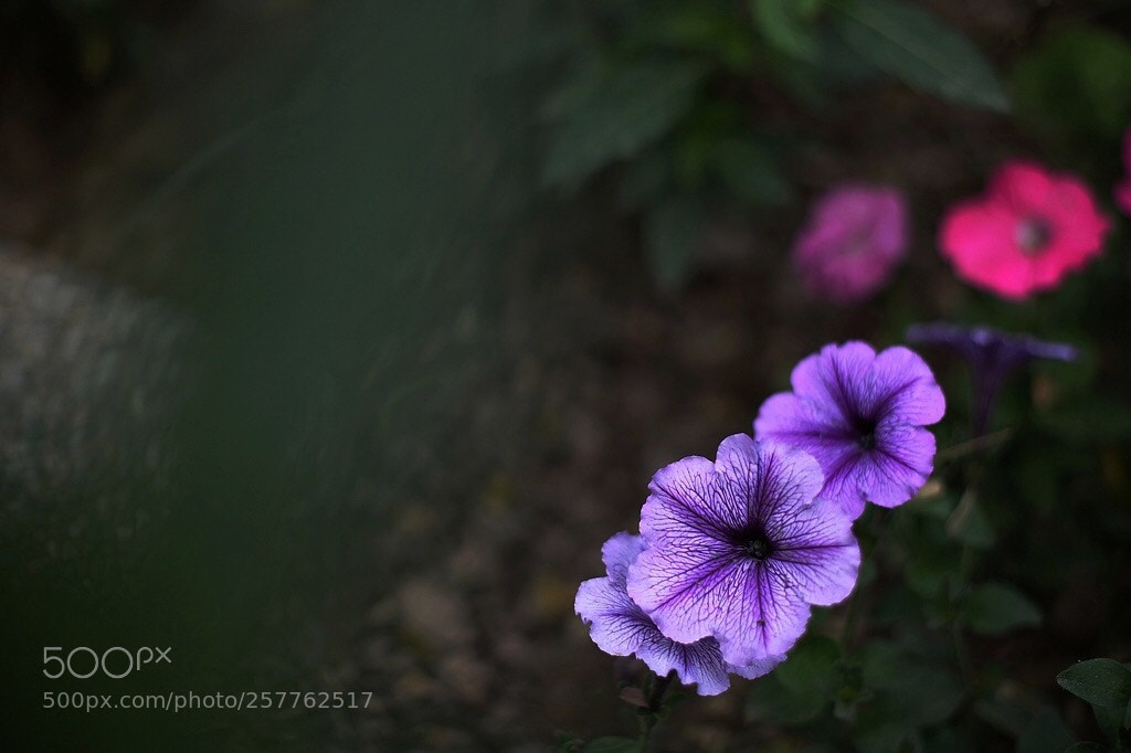 Canon EOS 5D Mark II sample photo. Untitled photography