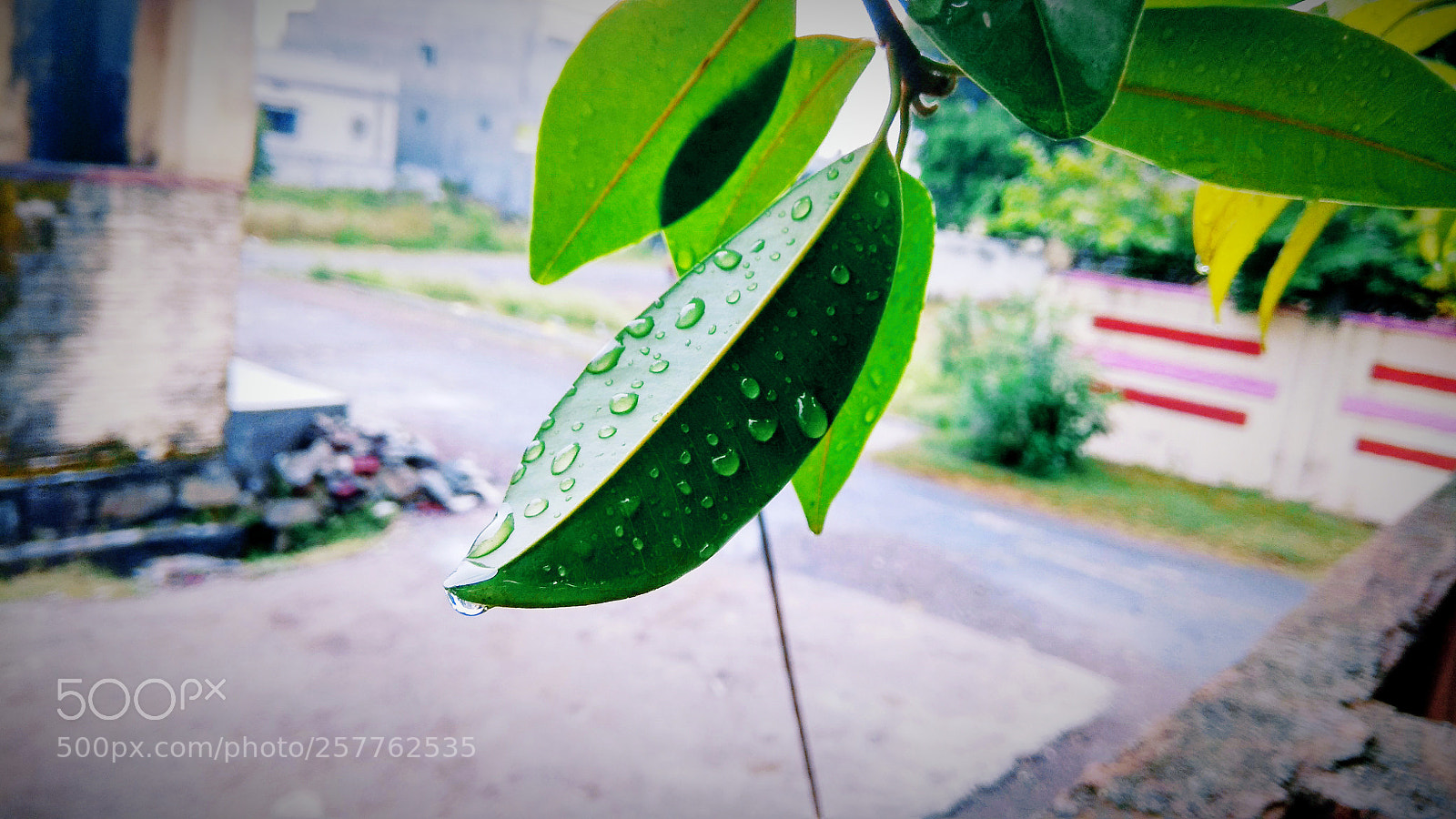 Xiaomi Redmi Note 4 sample photo. Nature photography