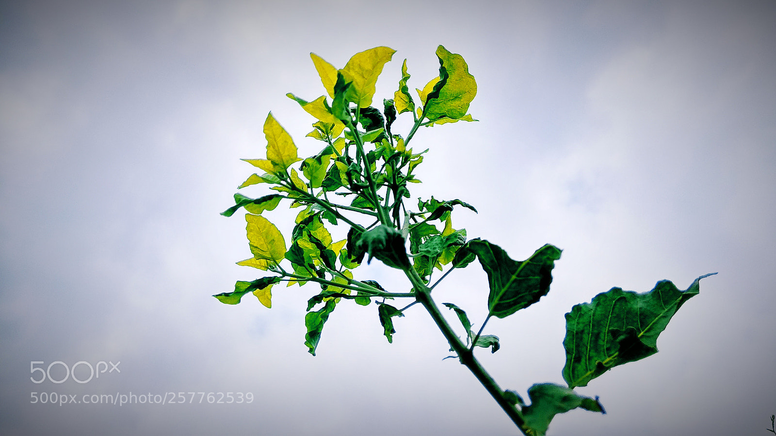 Xiaomi Redmi Note 4 sample photo. Nature photography