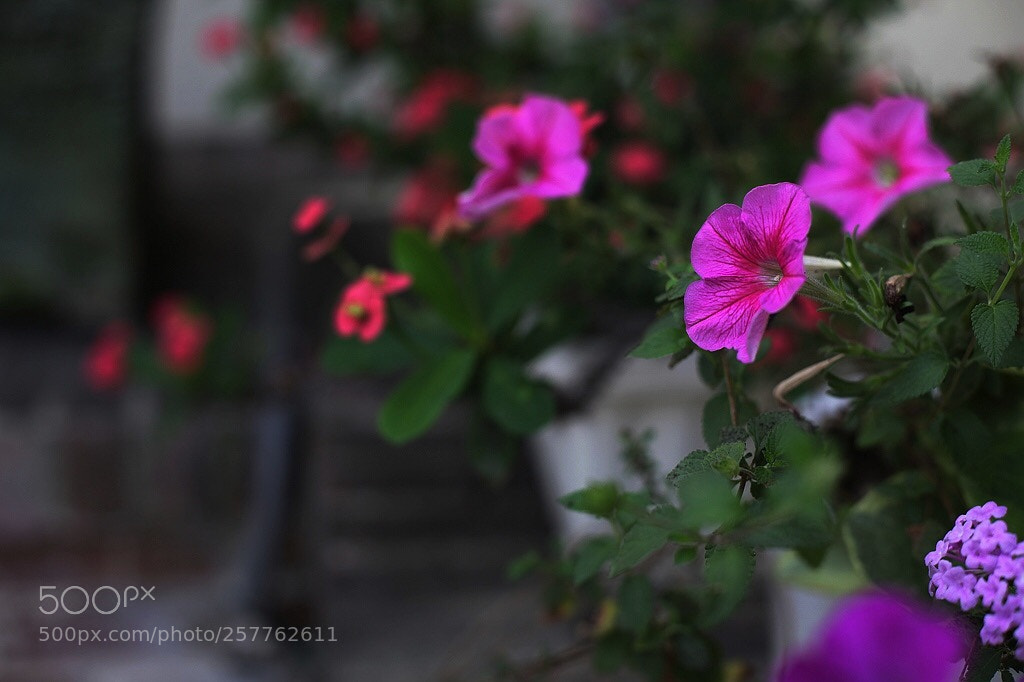 Canon EOS 5D Mark II sample photo. Untitled photography