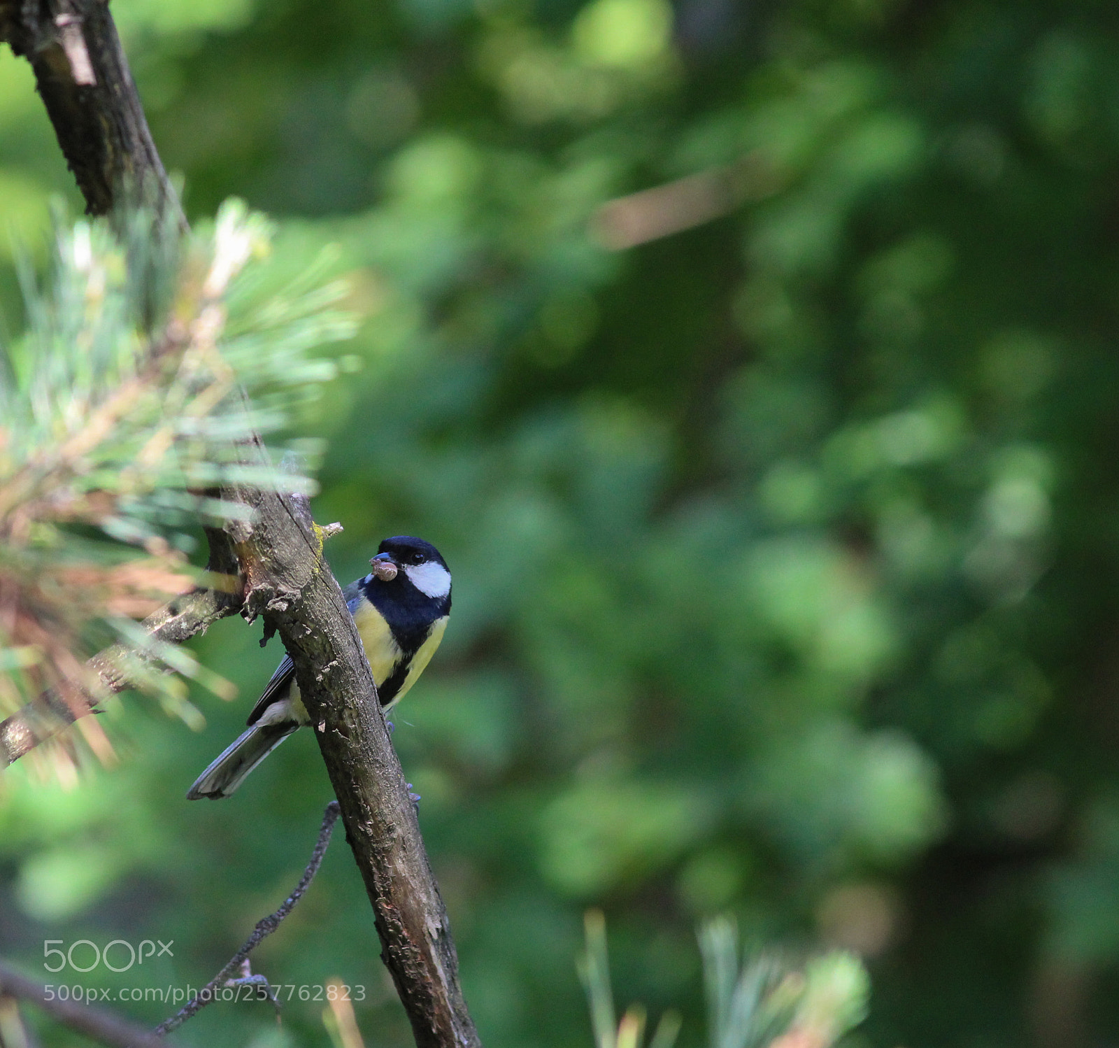 Canon EOS 1200D (EOS Rebel T5 / EOS Kiss X70 / EOS Hi) sample photo. Black-capped chickadee photography