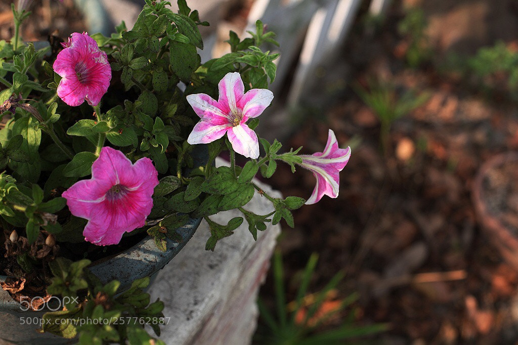 Canon EOS 5D Mark II sample photo. Untitled photography