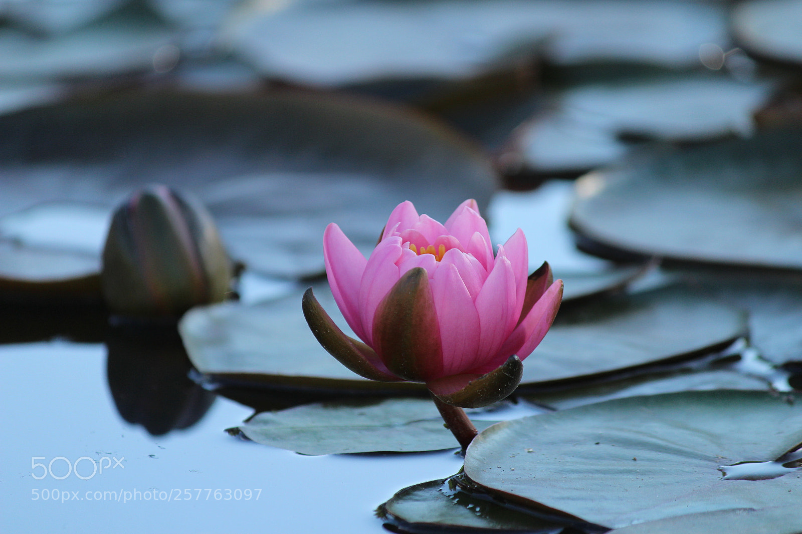 Canon EF-S 55-250mm F4-5.6 IS II sample photo. Water lily photography