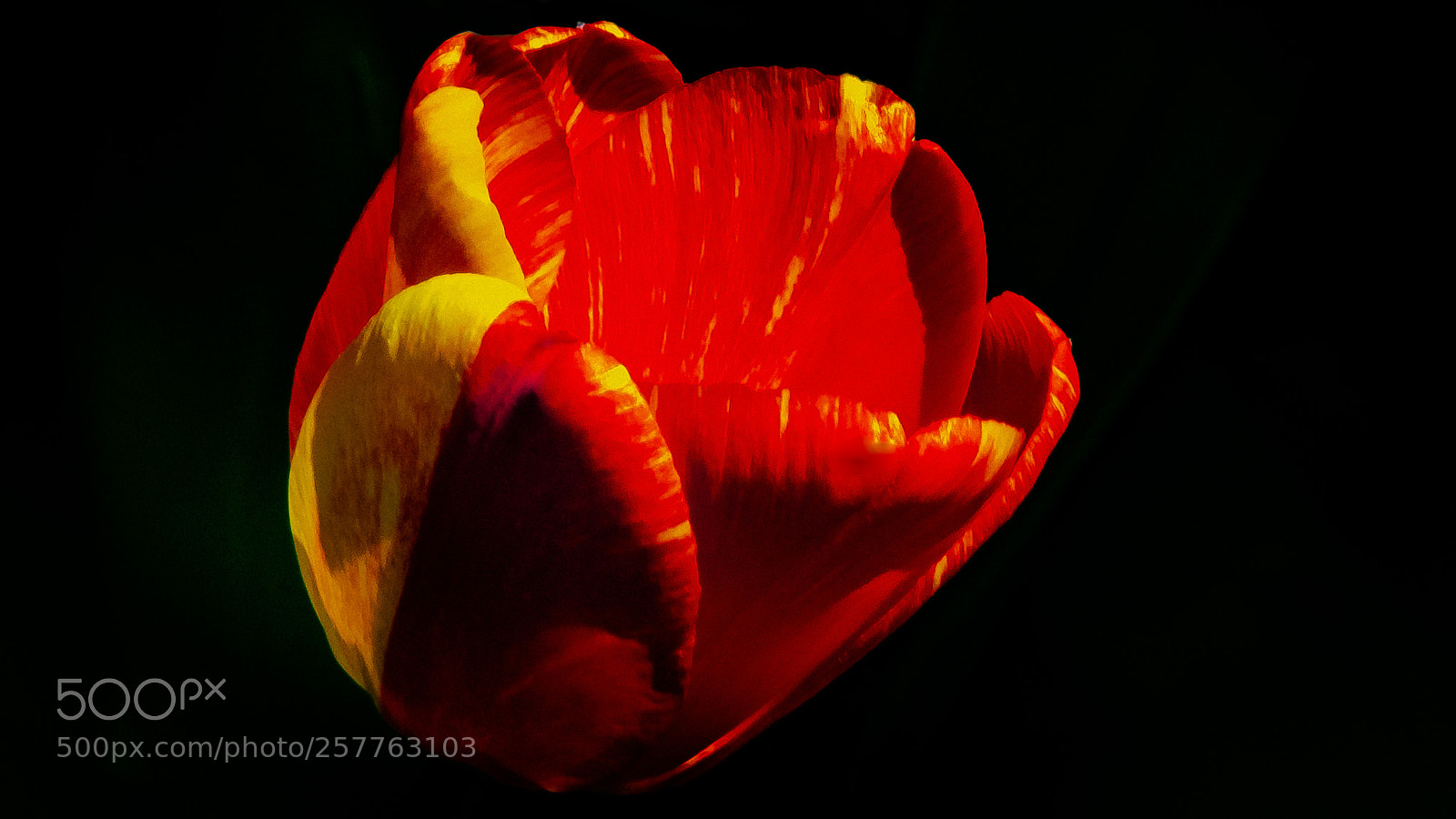 Nikon D3400 sample photo. Red and yellow tulip photography