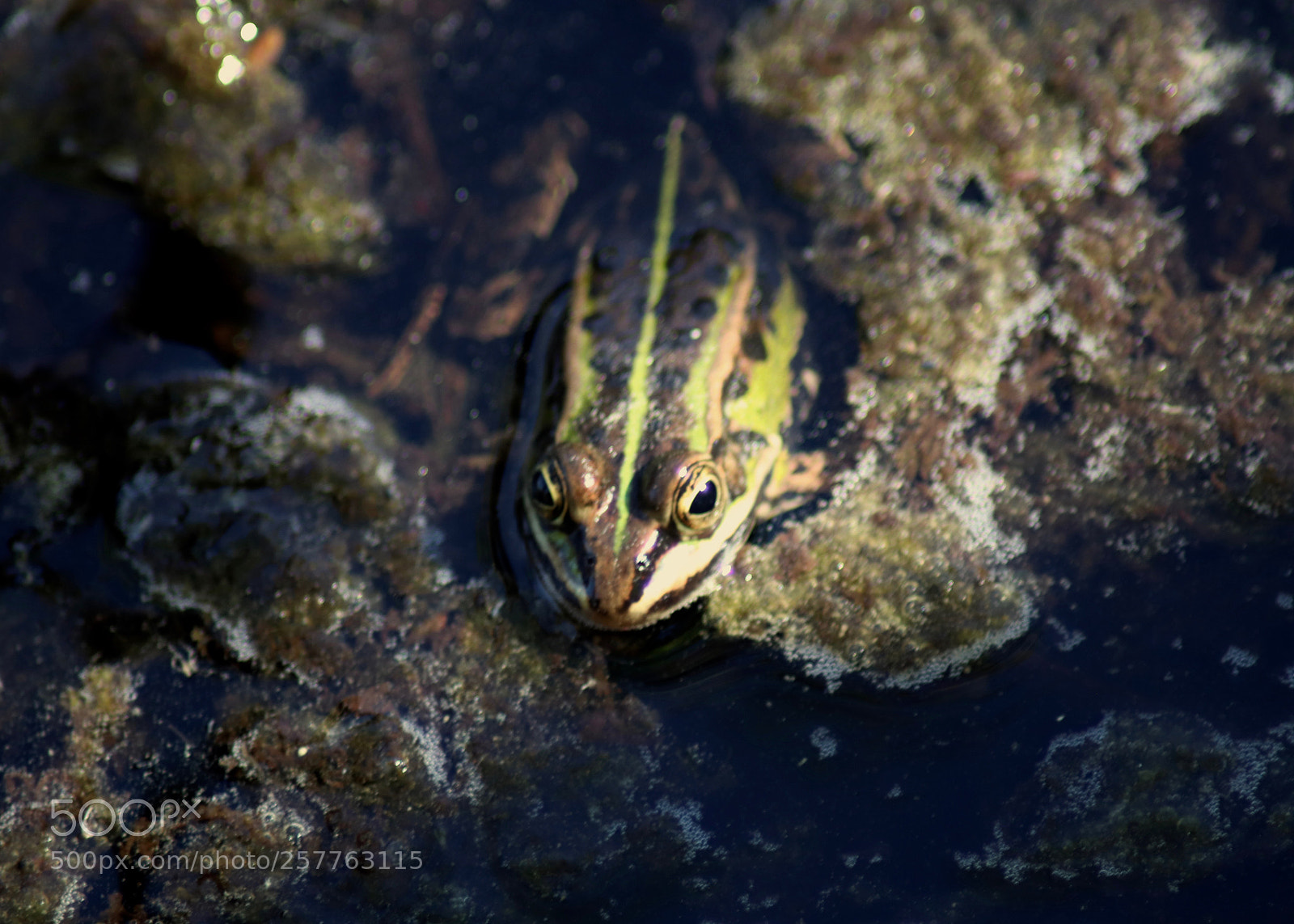 Canon EOS 77D (EOS 9000D / EOS 770D) sample photo. The frog photography