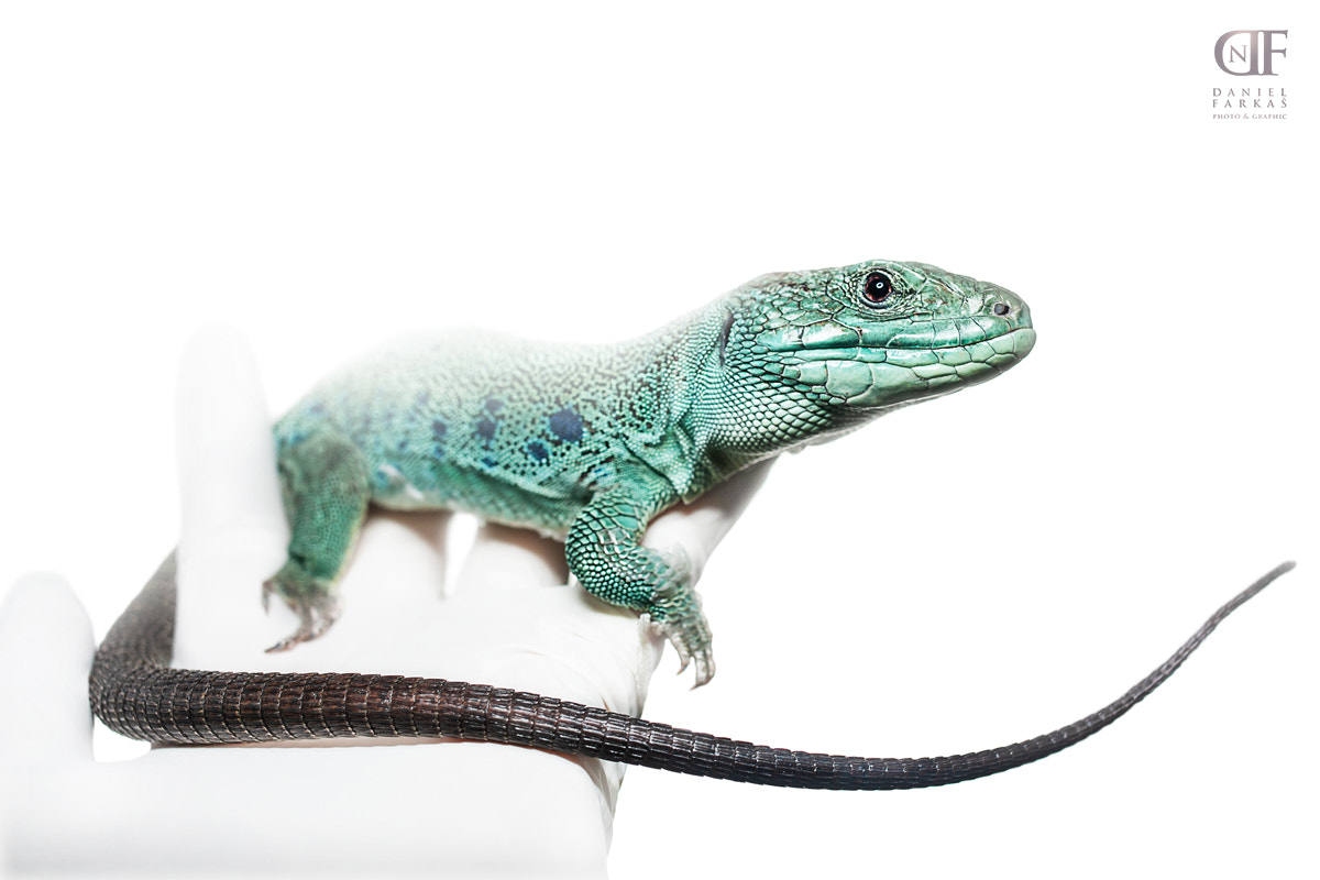 Canon EOS-1D Mark II sample photo. Blue occelated lizard photography