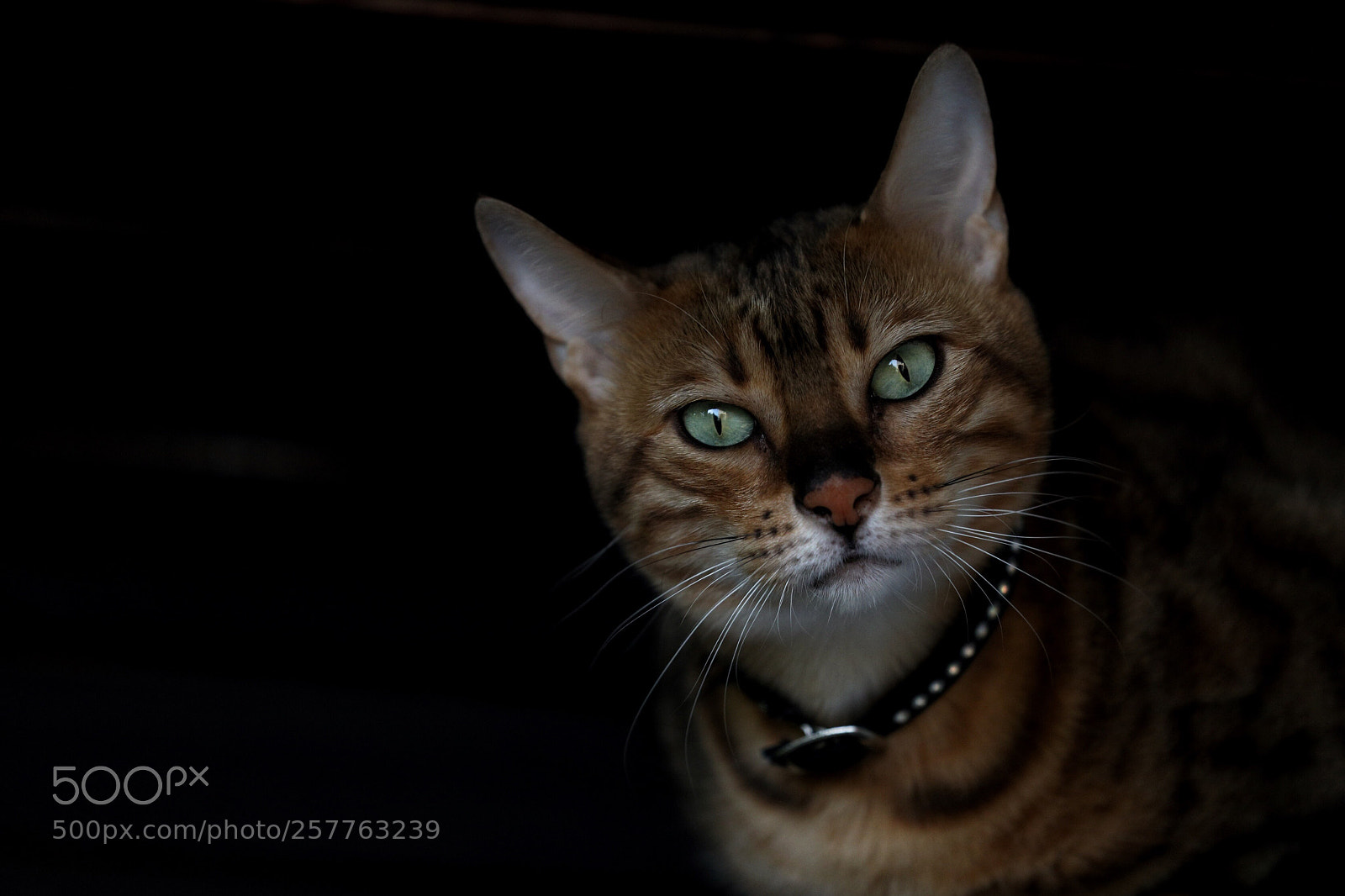 Canon EOS 5D Mark IV sample photo. Untitled photography
