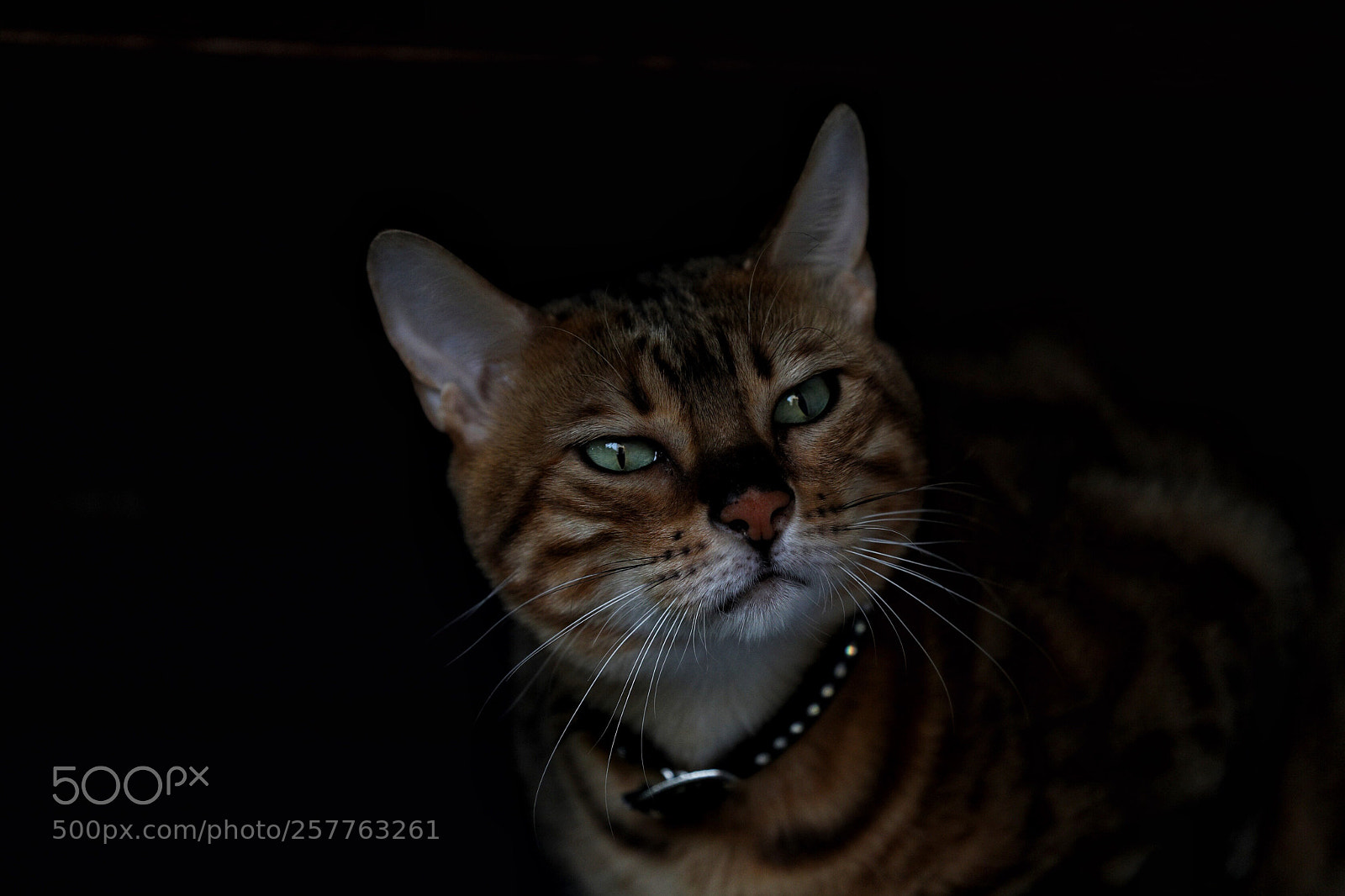 Canon EOS 5D Mark IV sample photo. Untitled photography
