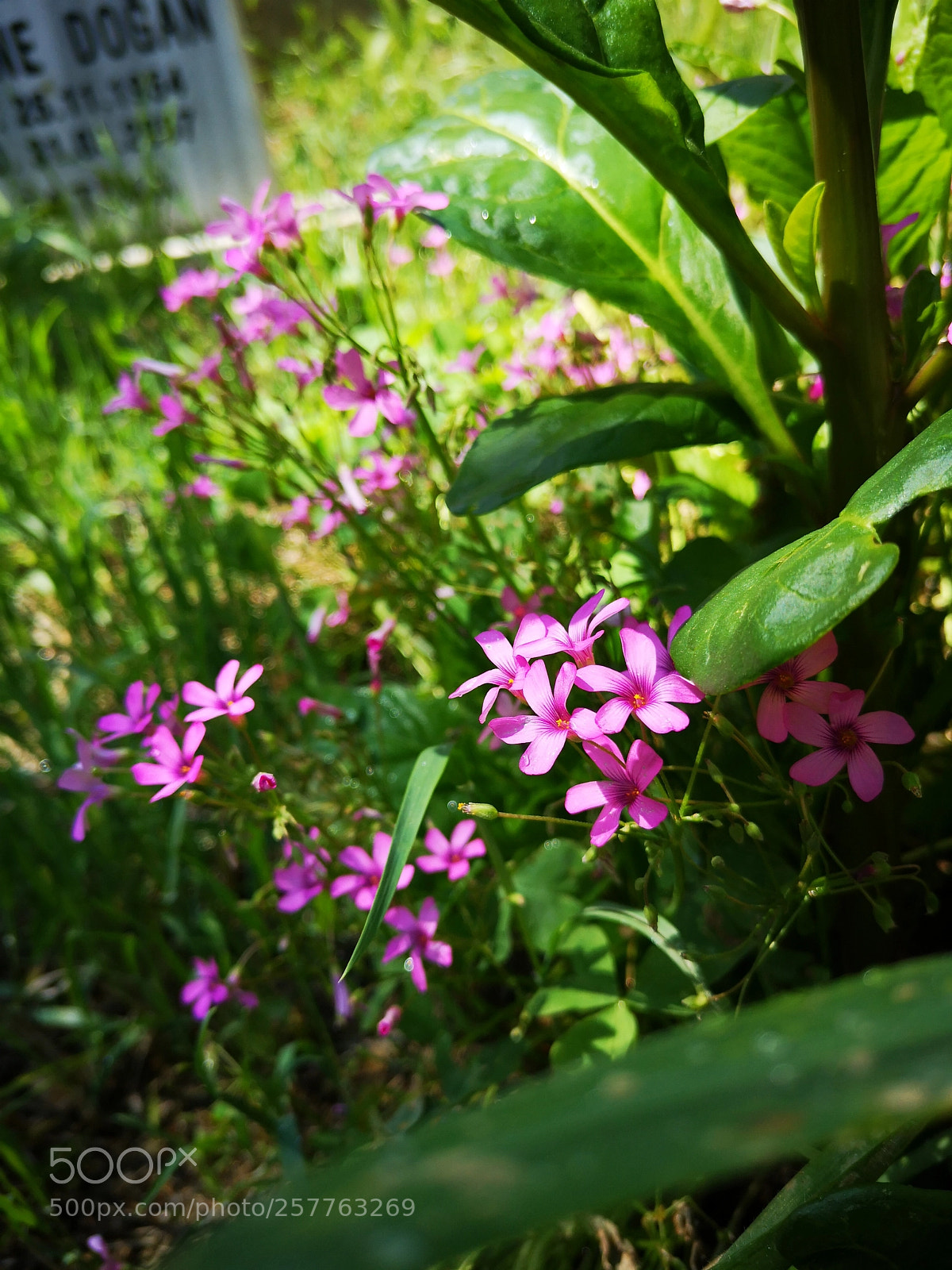 HUAWEI P20 sample photo. Flower photography