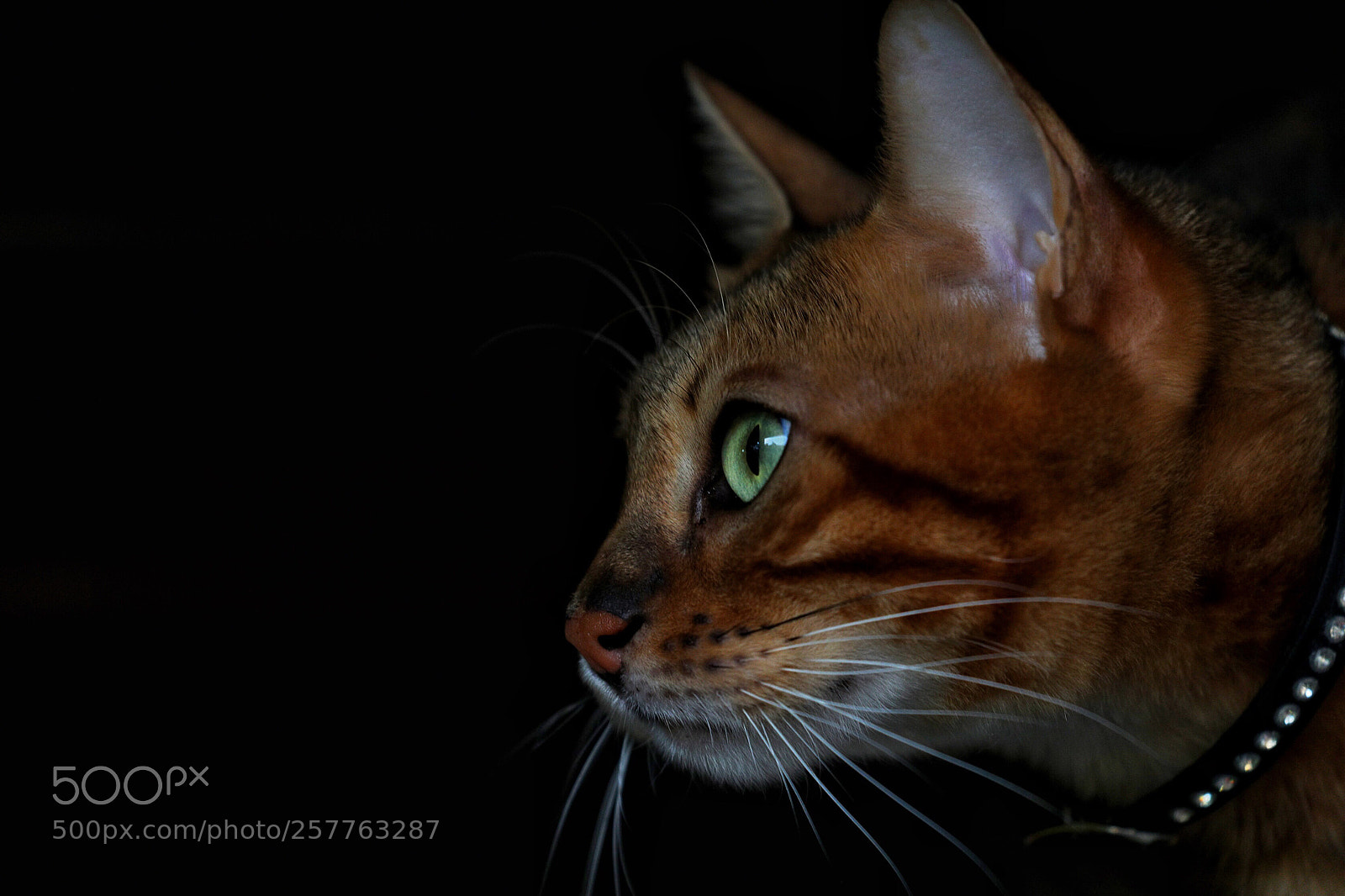 Canon EOS 5D Mark IV sample photo. Untitled photography