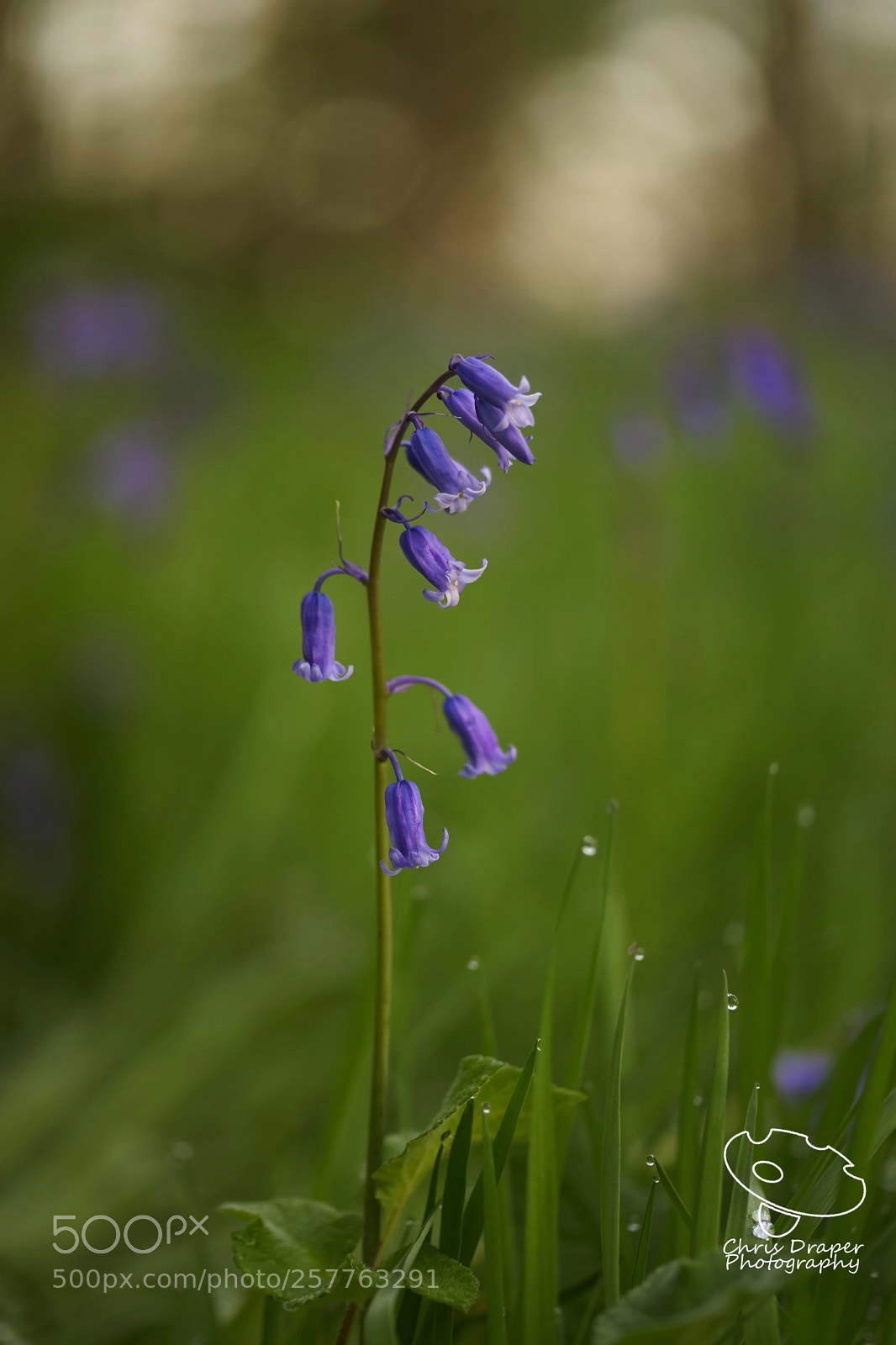 Sony ILCA-77M2 sample photo. Bluebells photography
