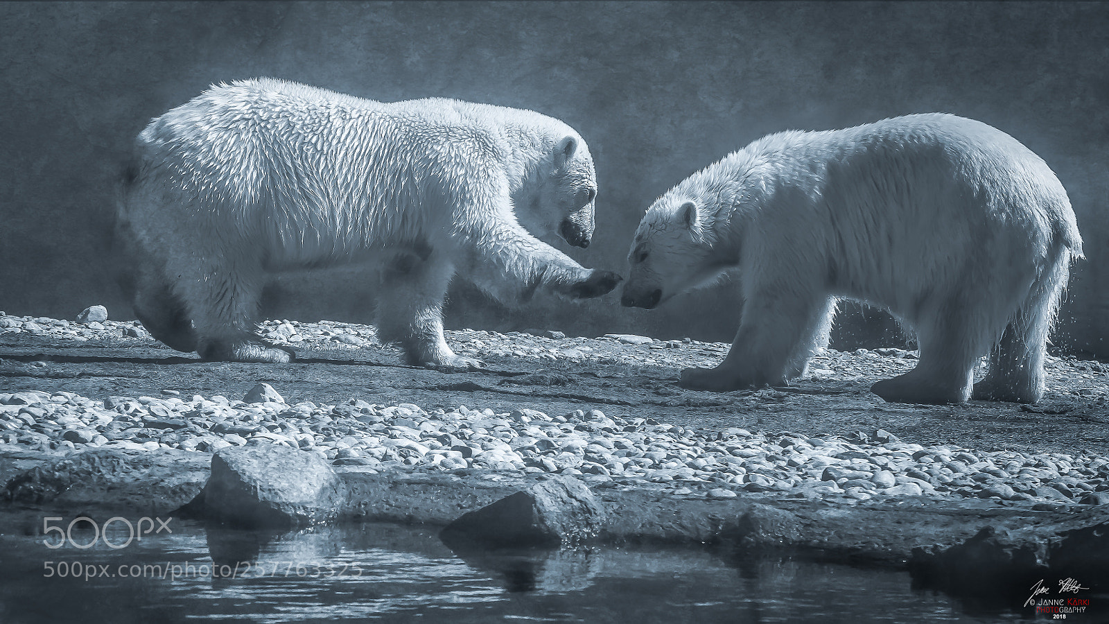 Canon PowerShot G7 X sample photo. Polar bears: happy greeting photography