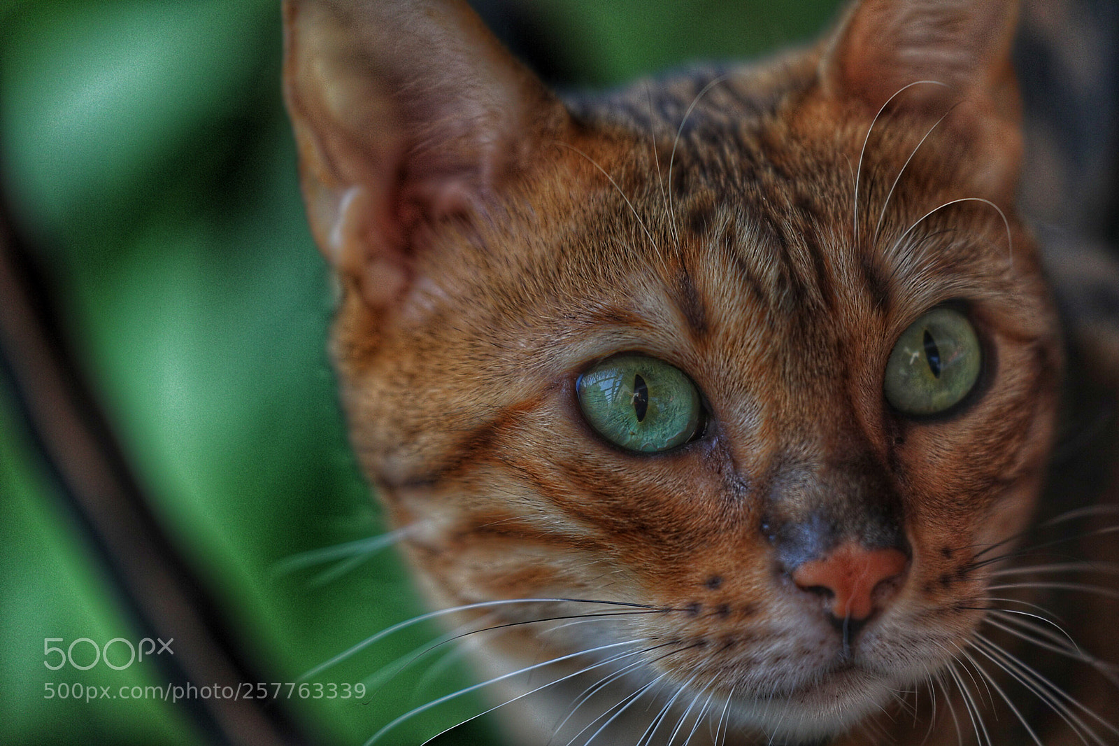 Canon EOS 5D Mark IV sample photo. Untitled photography