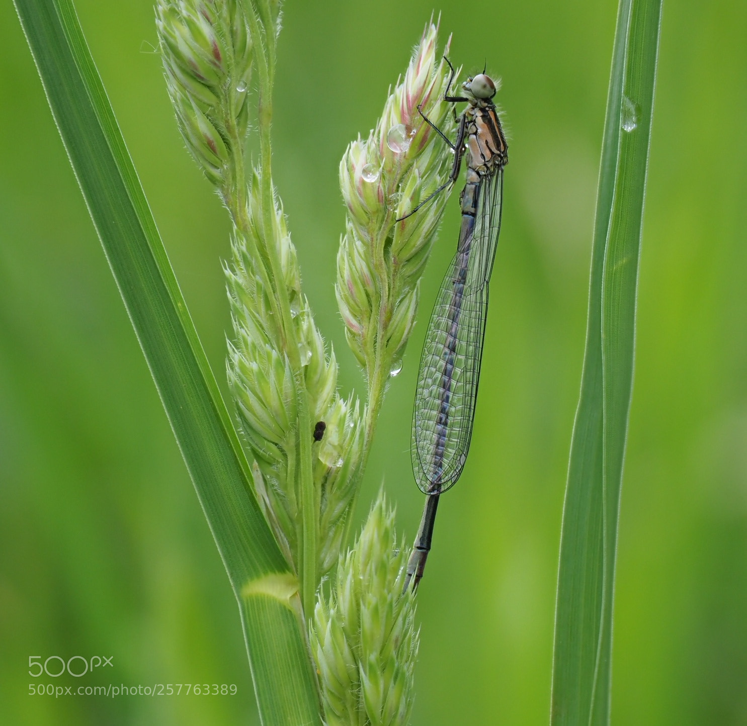 Olympus OM-D E-M1 Mark II sample photo. Damsel in focus photography