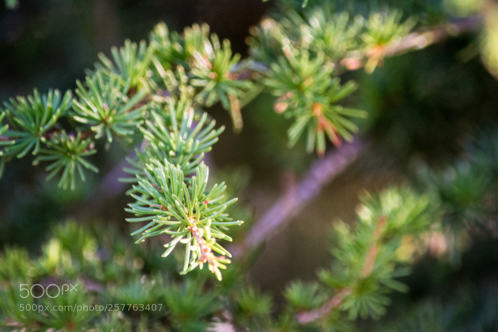 Nikon D5200 sample photo. Cyprus tree photography