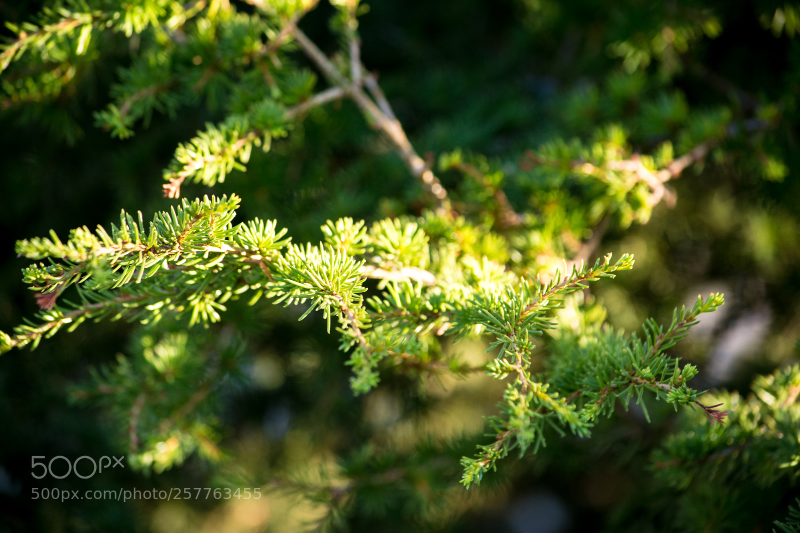 Nikon D5200 sample photo. Cyprus tree photography