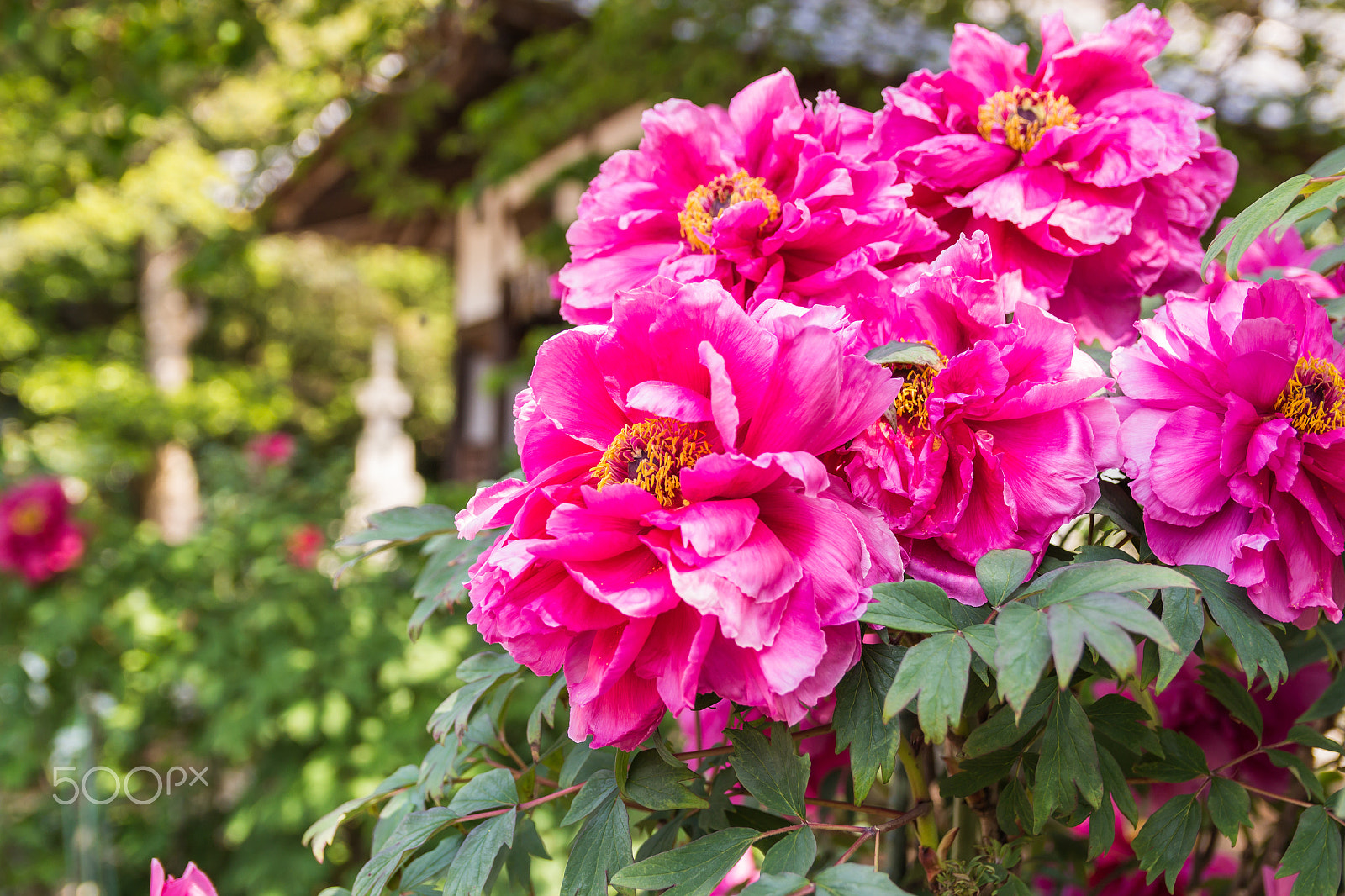 Canon EOS 700D (EOS Rebel T5i / EOS Kiss X7i) sample photo. Peonies photography