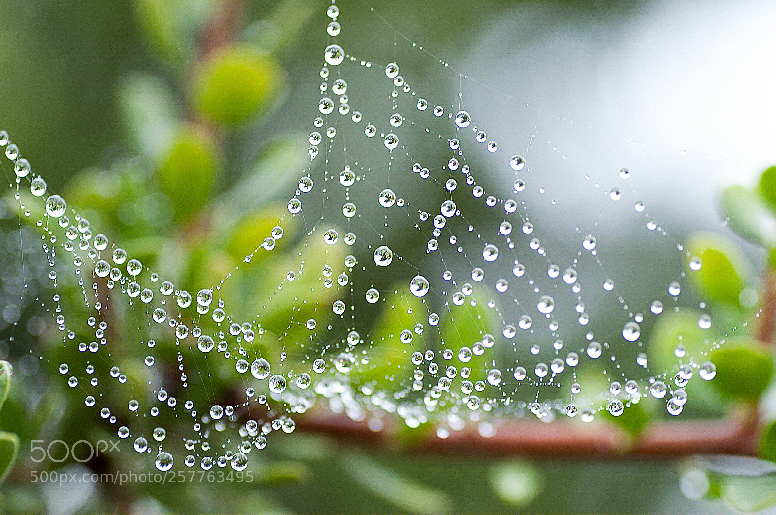 Nikon D90 sample photo. Gotas en la telara photography