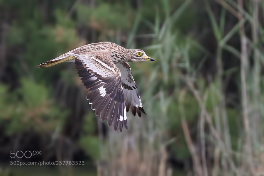 Canon EOS 7D Mark II sample photo. Stone curlew photography