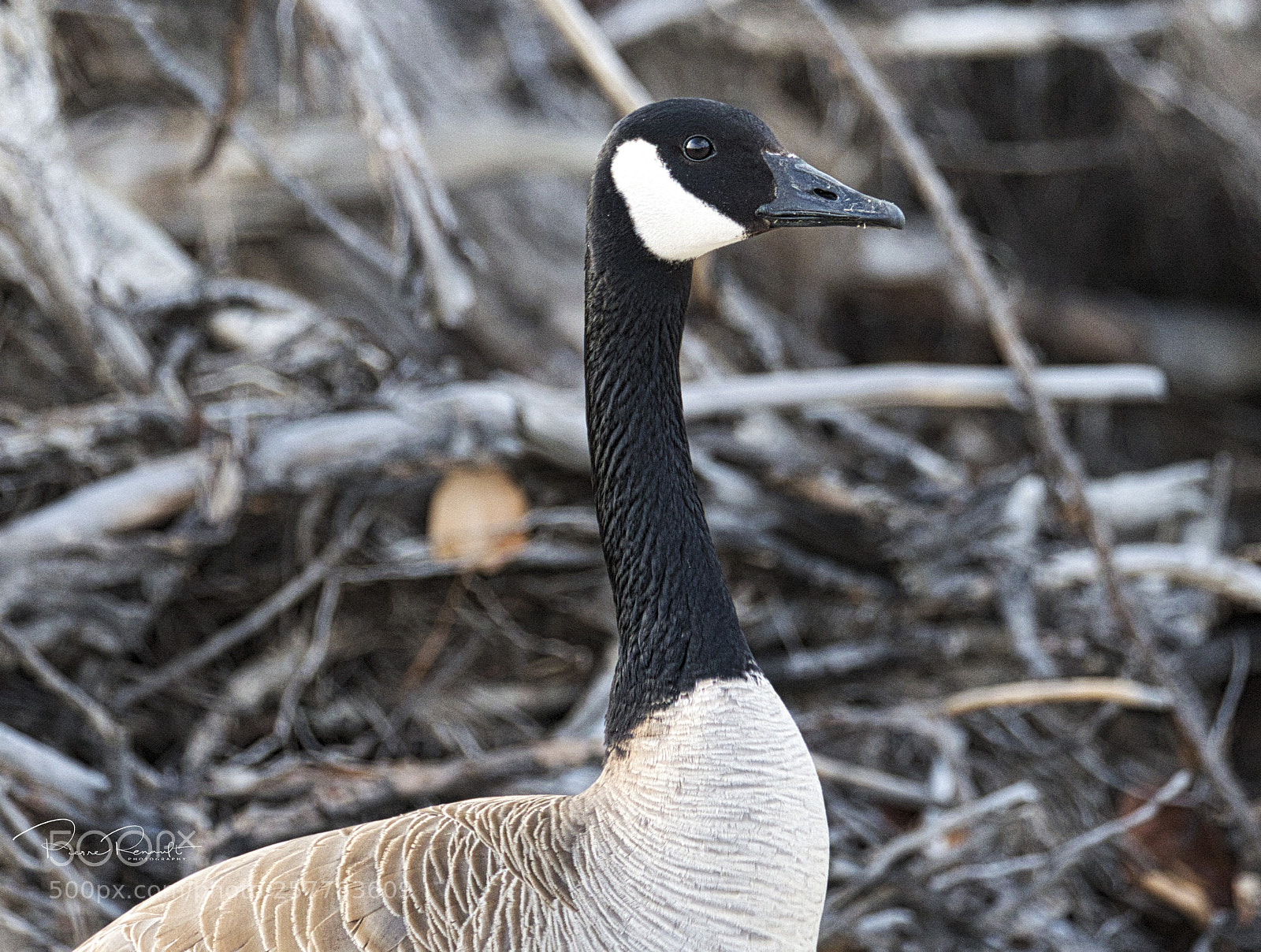 Panasonic Lumix DMC-GH4 sample photo. Goose photography