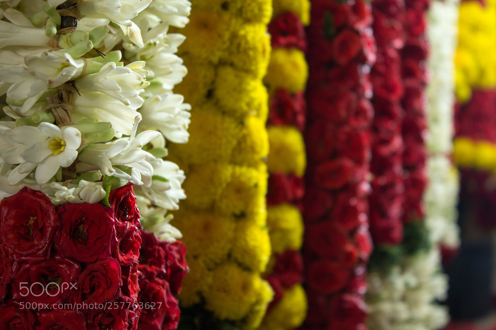 Canon EOS 700D (EOS Rebel T5i / EOS Kiss X7i) sample photo. Garlands photography