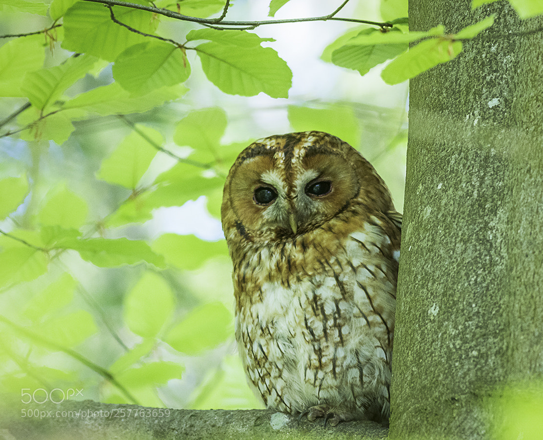 Canon EOS 7D Mark II sample photo. Tawny owl photography