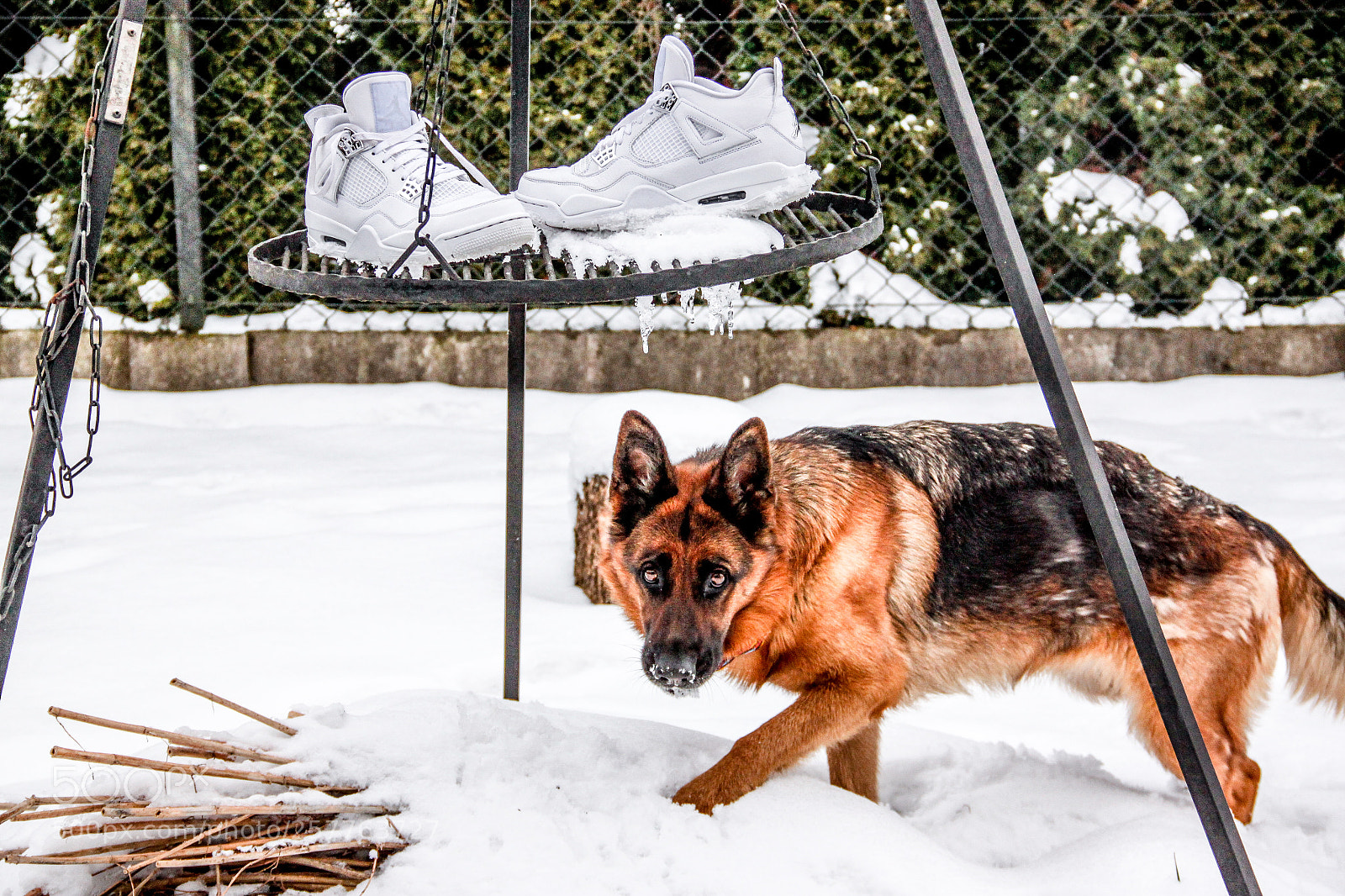 Canon EOS 500D (EOS Rebel T1i / EOS Kiss X3) sample photo. German shepard and jordan 4 photography