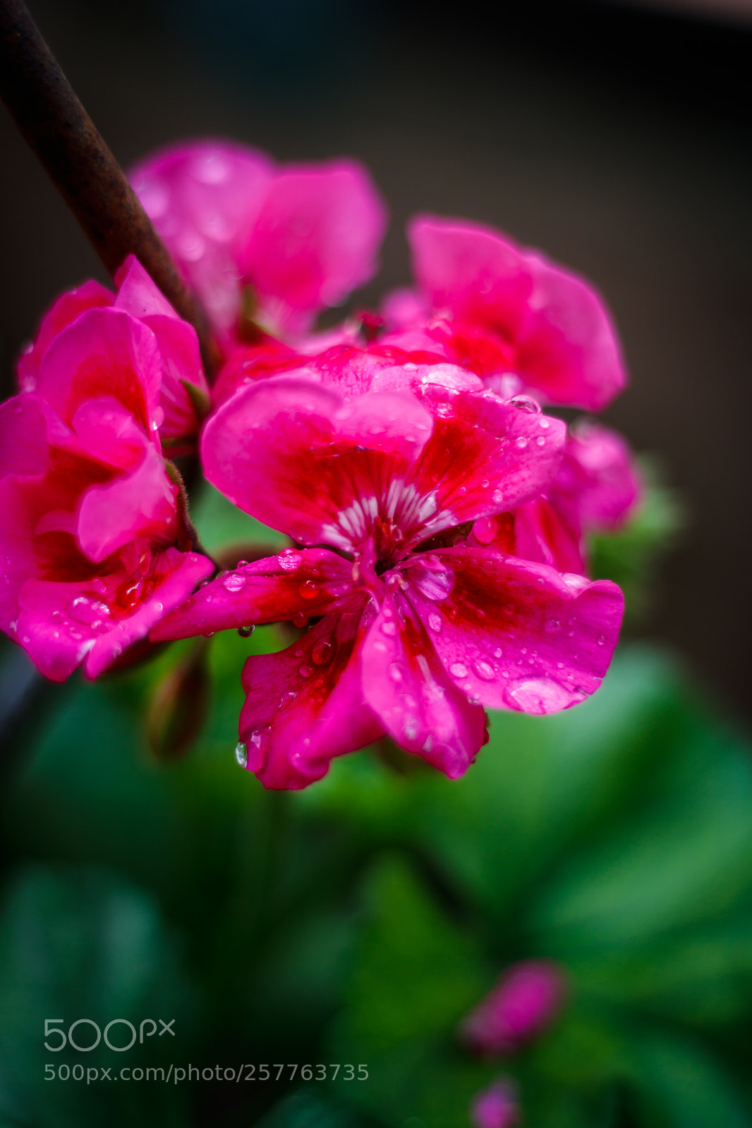 Canon EOS 750D (EOS Rebel T6i / EOS Kiss X8i) sample photo. After the rain 5 photography