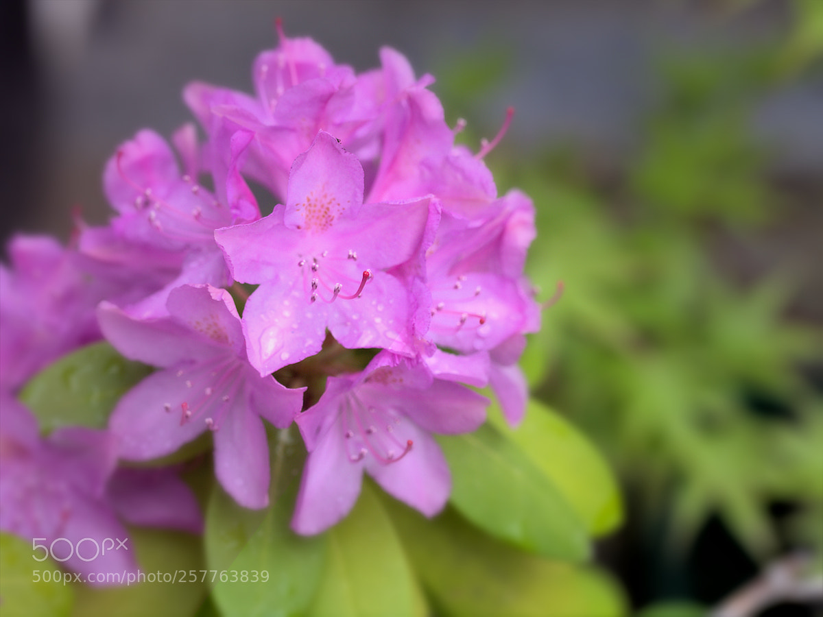 Canon EOS 6D sample photo. Rhododendron photography