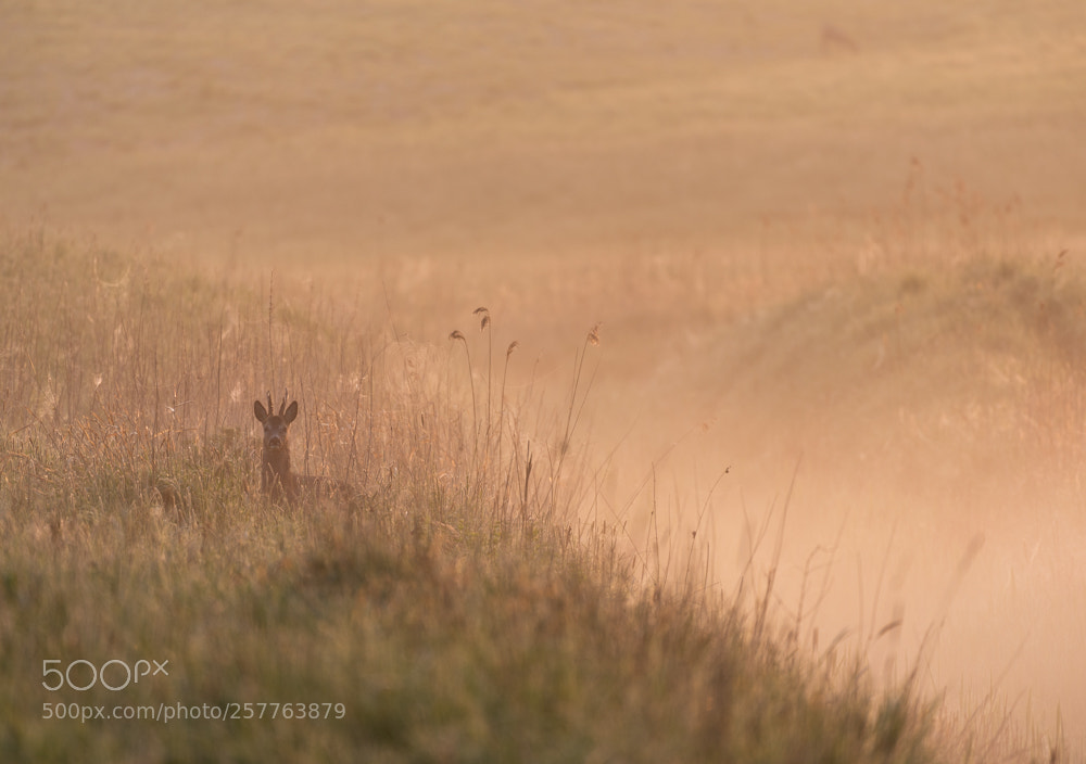 Nikon D750 sample photo. Deer a golden morning photography