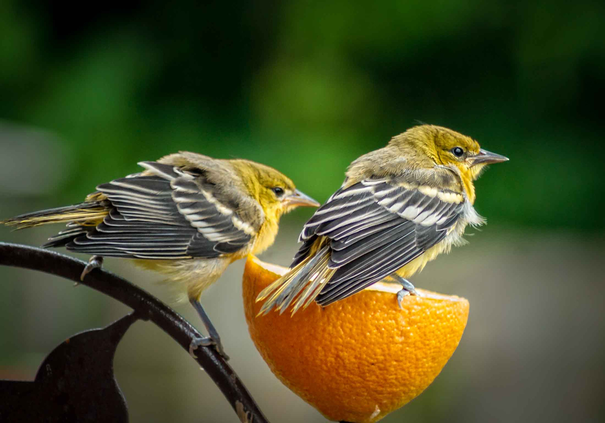 Sony Alpha DSLR-A500 sample photo. Juvenile baltimore orioles photography