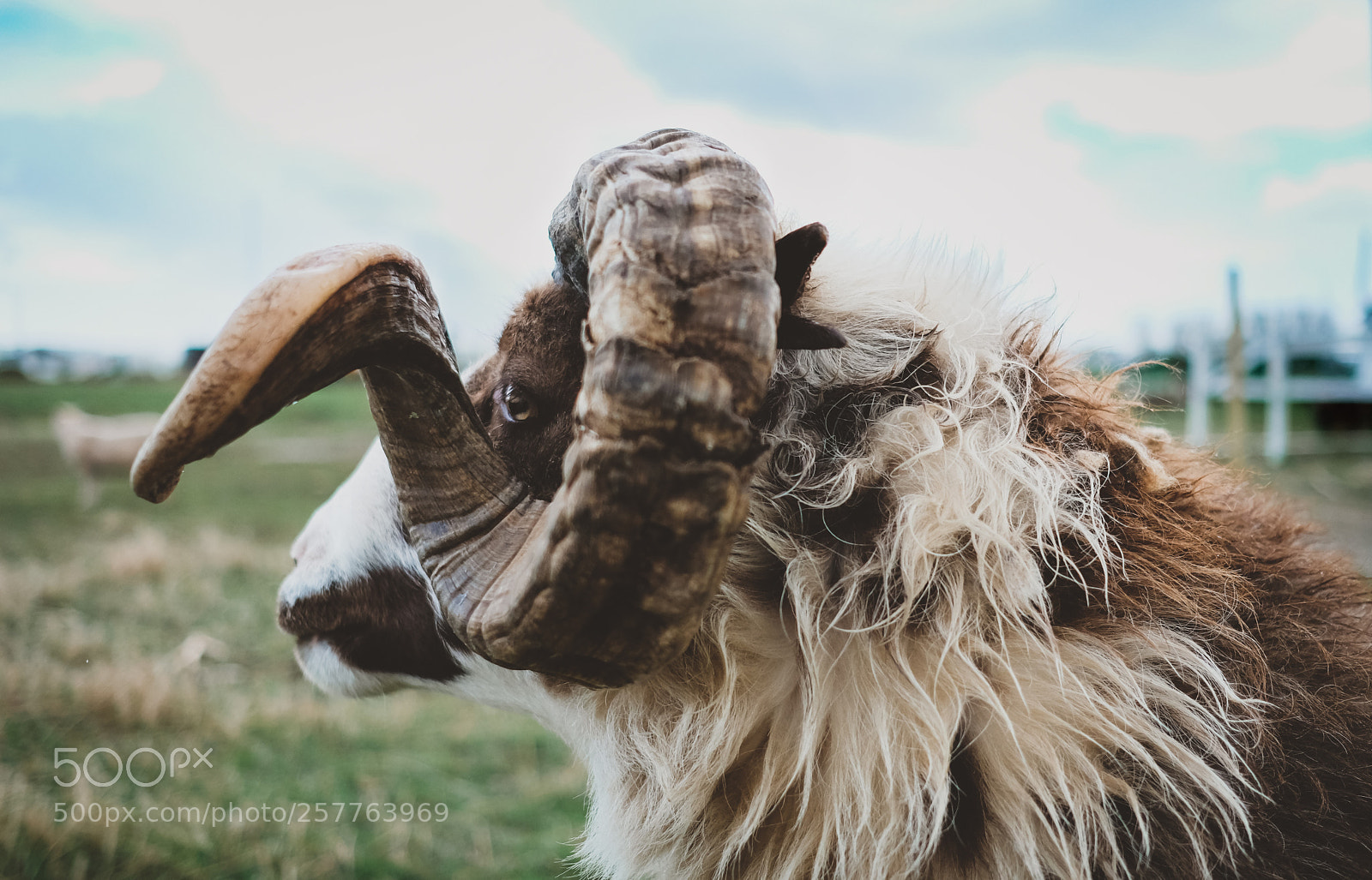 Fujifilm X-Pro2 sample photo. Hrútur - ram photography