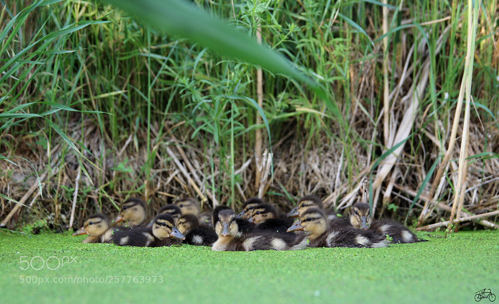 Canon EOS 600D (Rebel EOS T3i / EOS Kiss X5) sample photo. Little duck's in the photography