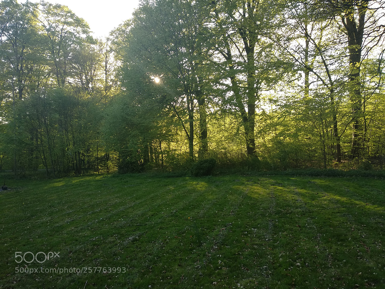 Xiaomi Mi A1 sample photo. 50 shades of green photography